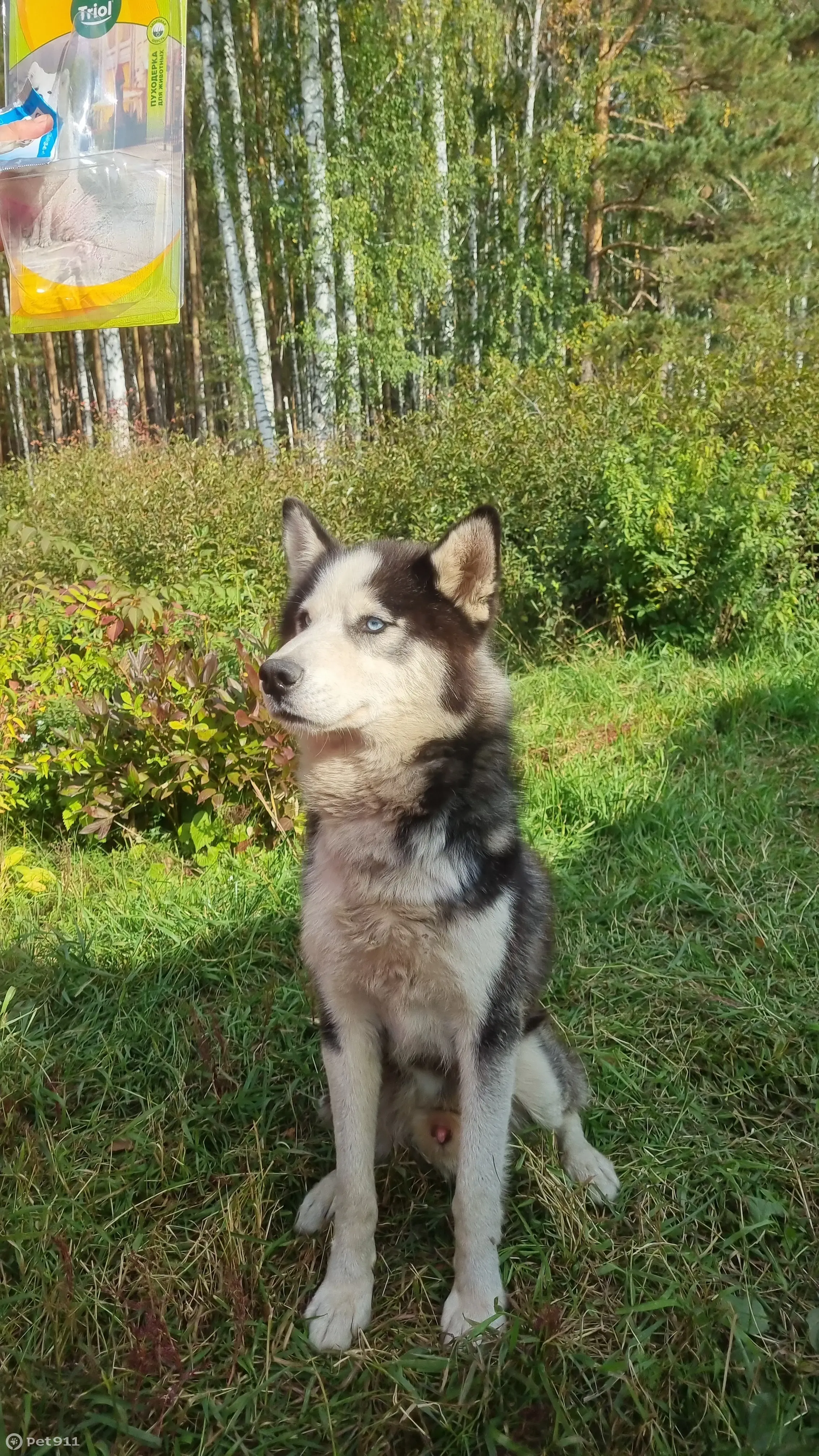 Потерянная собака ищет дом в Свердловской области | Pet911.ru