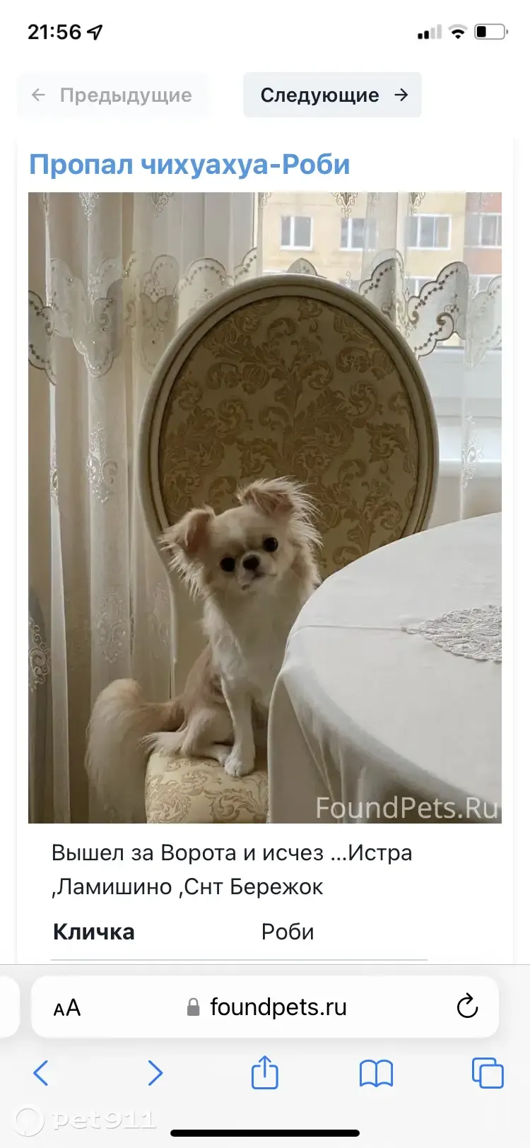 Пропала собака Чихуахуа, Роби, Московская обл. - photo