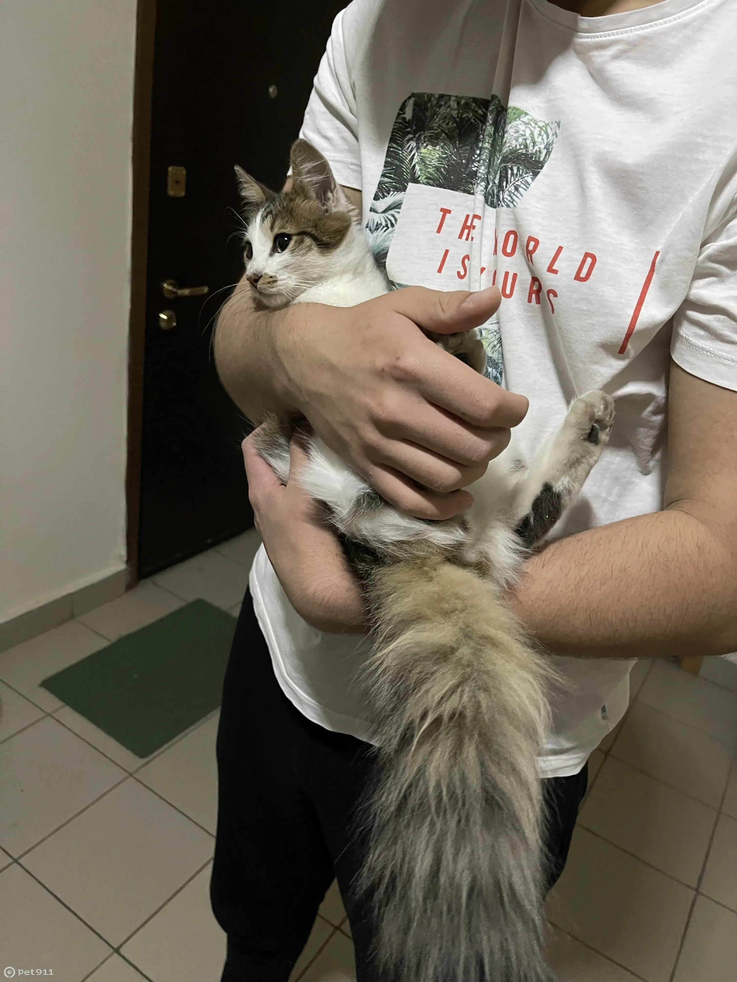 Найдена кошка: ул. Егора Абакумова, 12, Москва | Pet911.ru