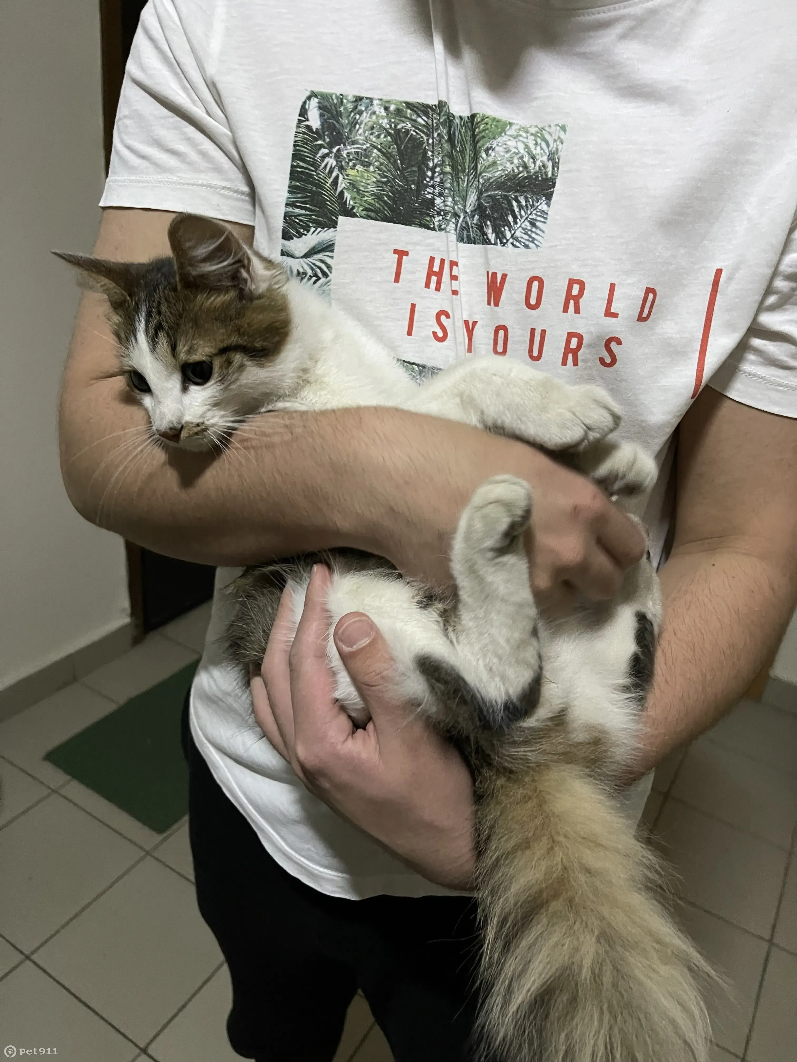 Найдена кошка: ул. Егора Абакумова, 12, Москва | Pet911.ru