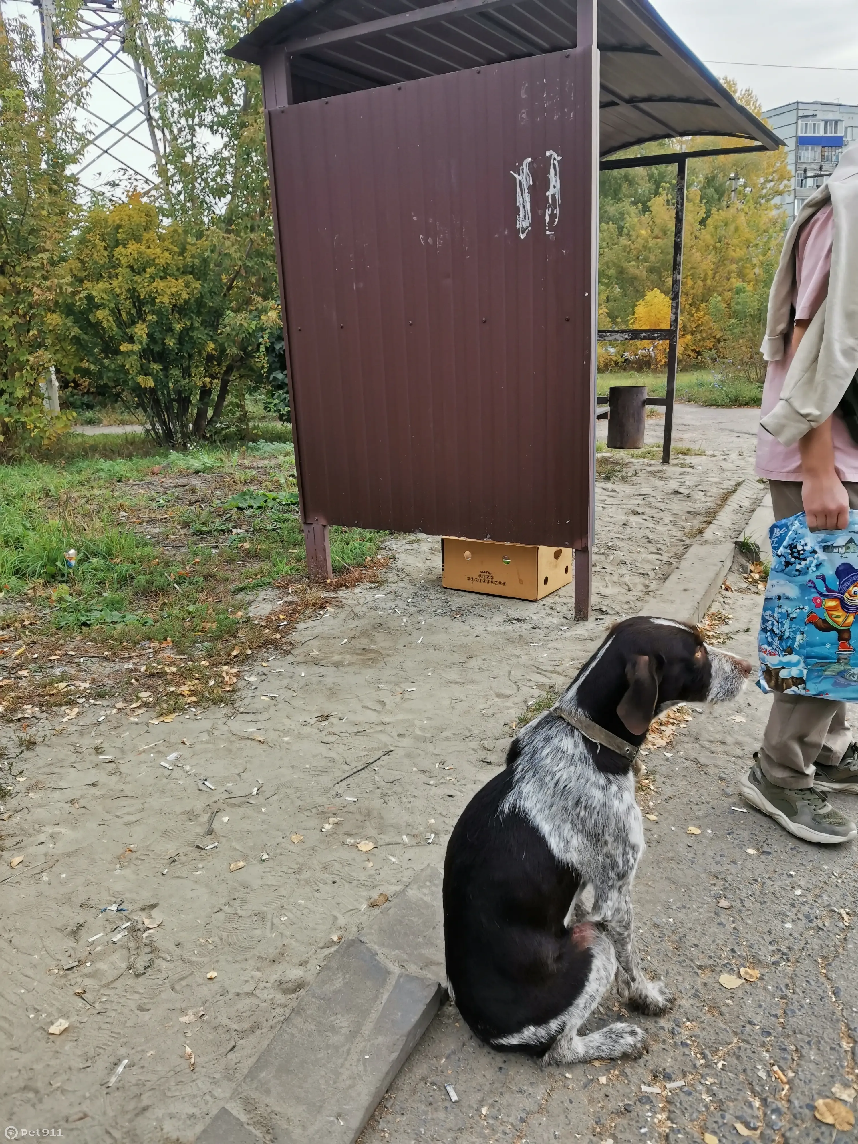 Собака ждет на конечной остановке 4 маршрута в Пензе | Pet911.ru