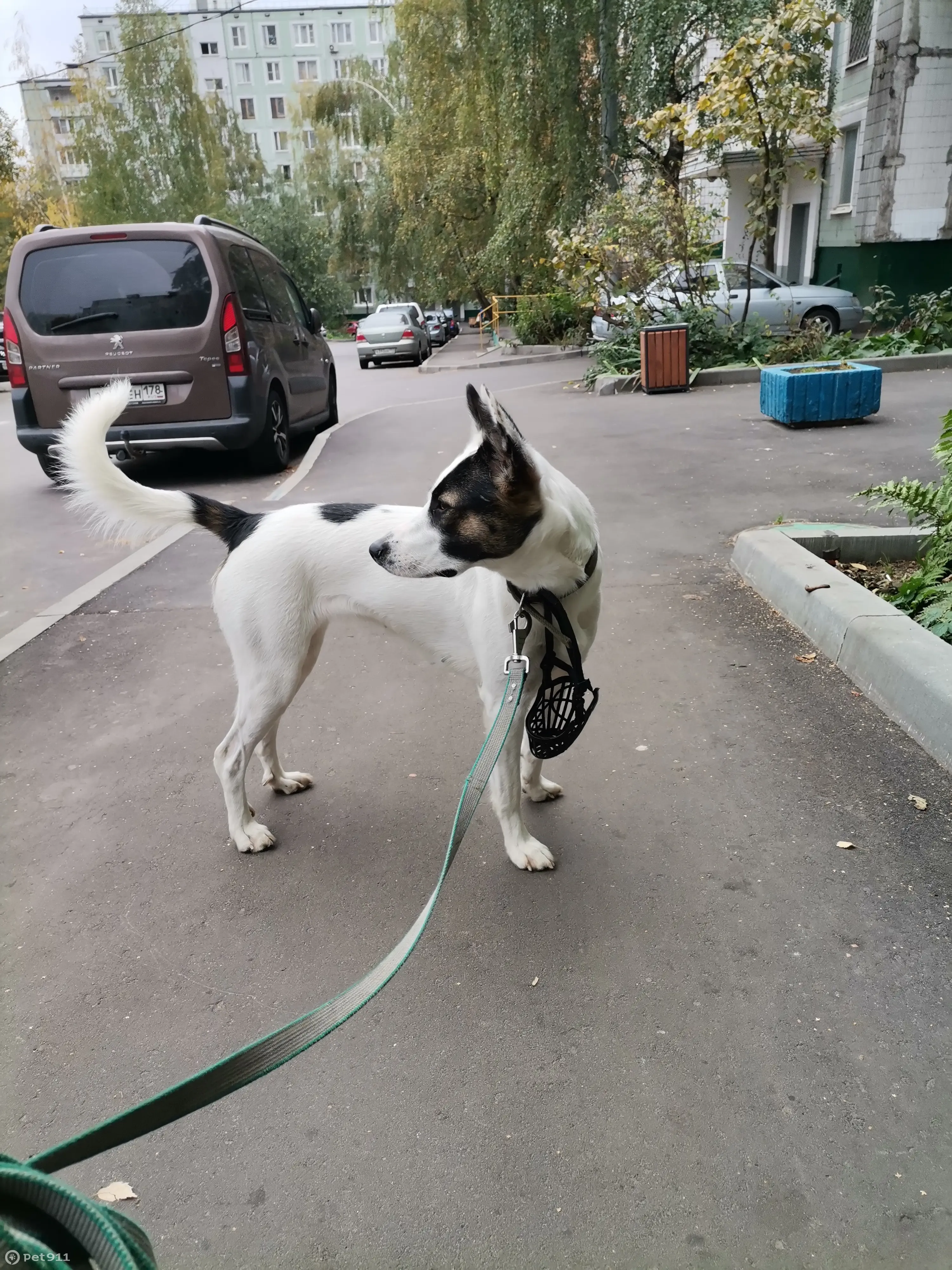 Собака найдена: Литовский бульвар, 15 к5, Москва | Pet911.ru