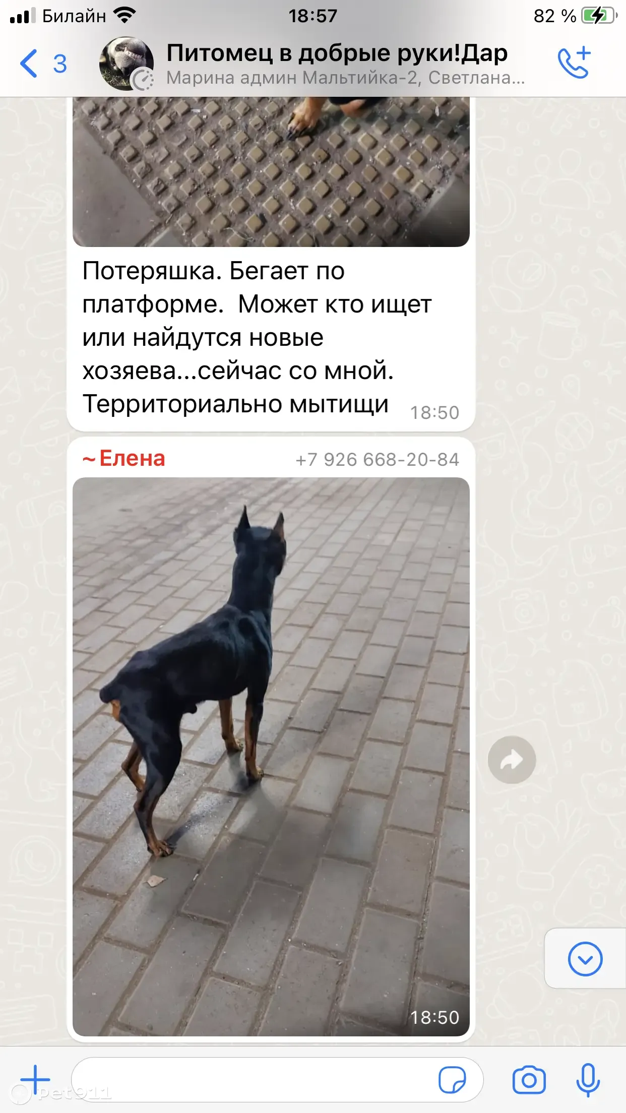 Собака Цвергпинчер найдена в Шараповском проезде, Мытищи | Pet911.ru