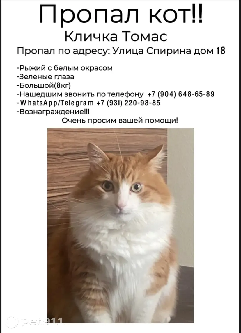 Пропал кот Томас, ул. Спирина, 18. Нашедшим вознаграждение! | Pet911.ru