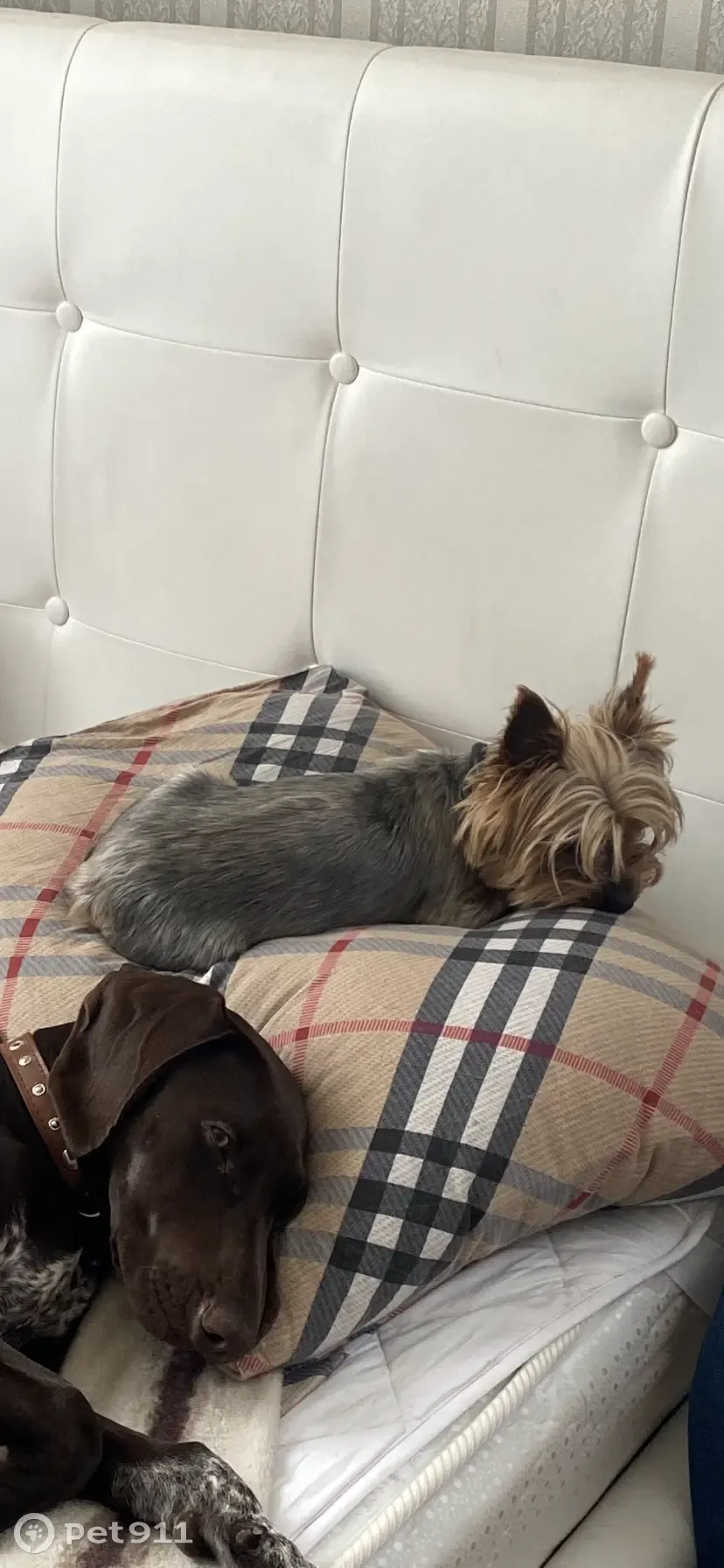 Пропала собака с синим ошейником в Филимонковском поселении, Москва - photo