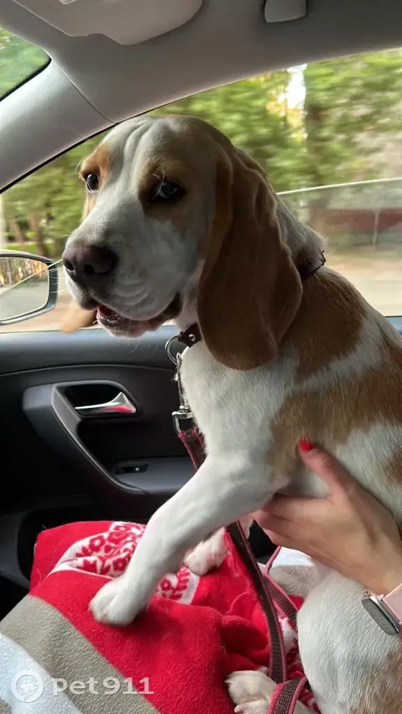 Пропала собака Бигль на Литейной улице, Брянск - photo