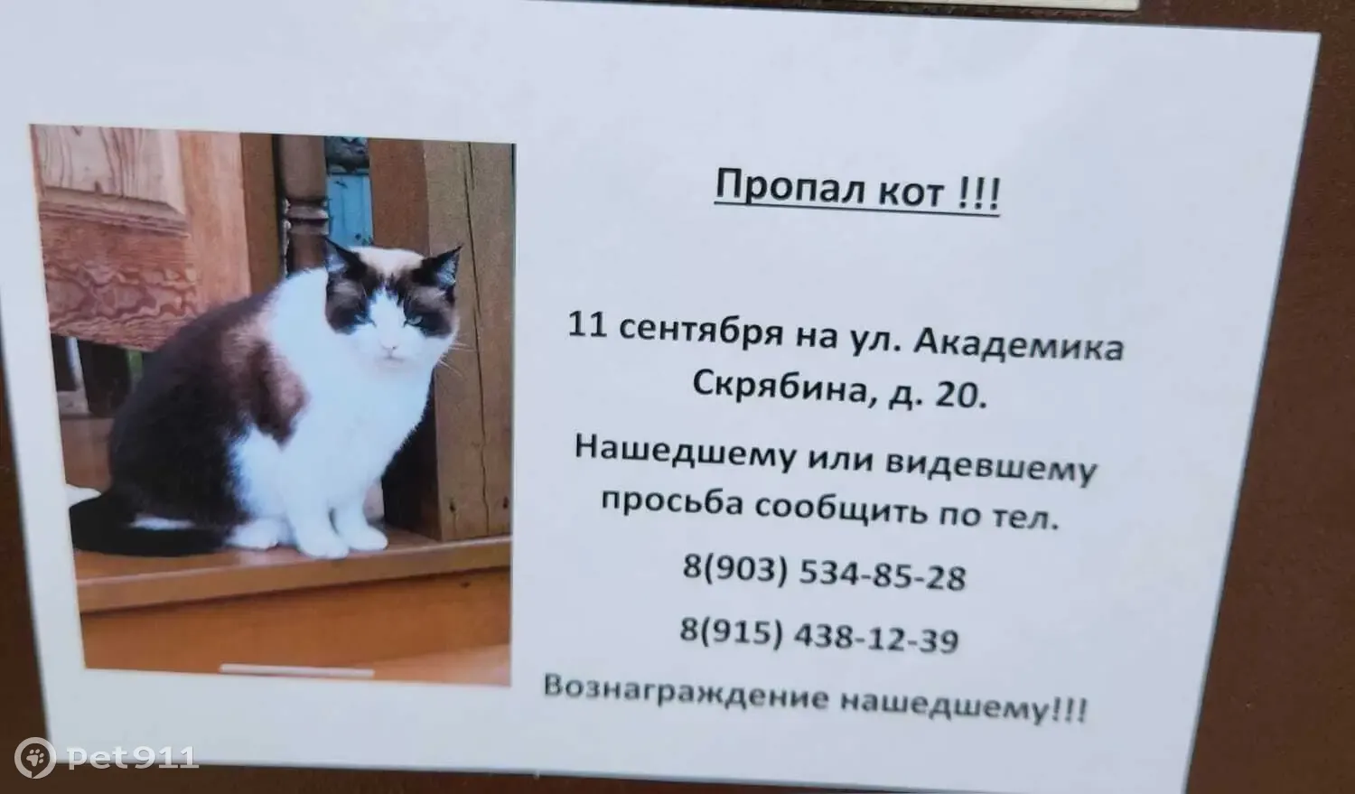 Пропала кошка Гоша, ул. Академика Скрябина, 20/1, Москва | Pet911.ru