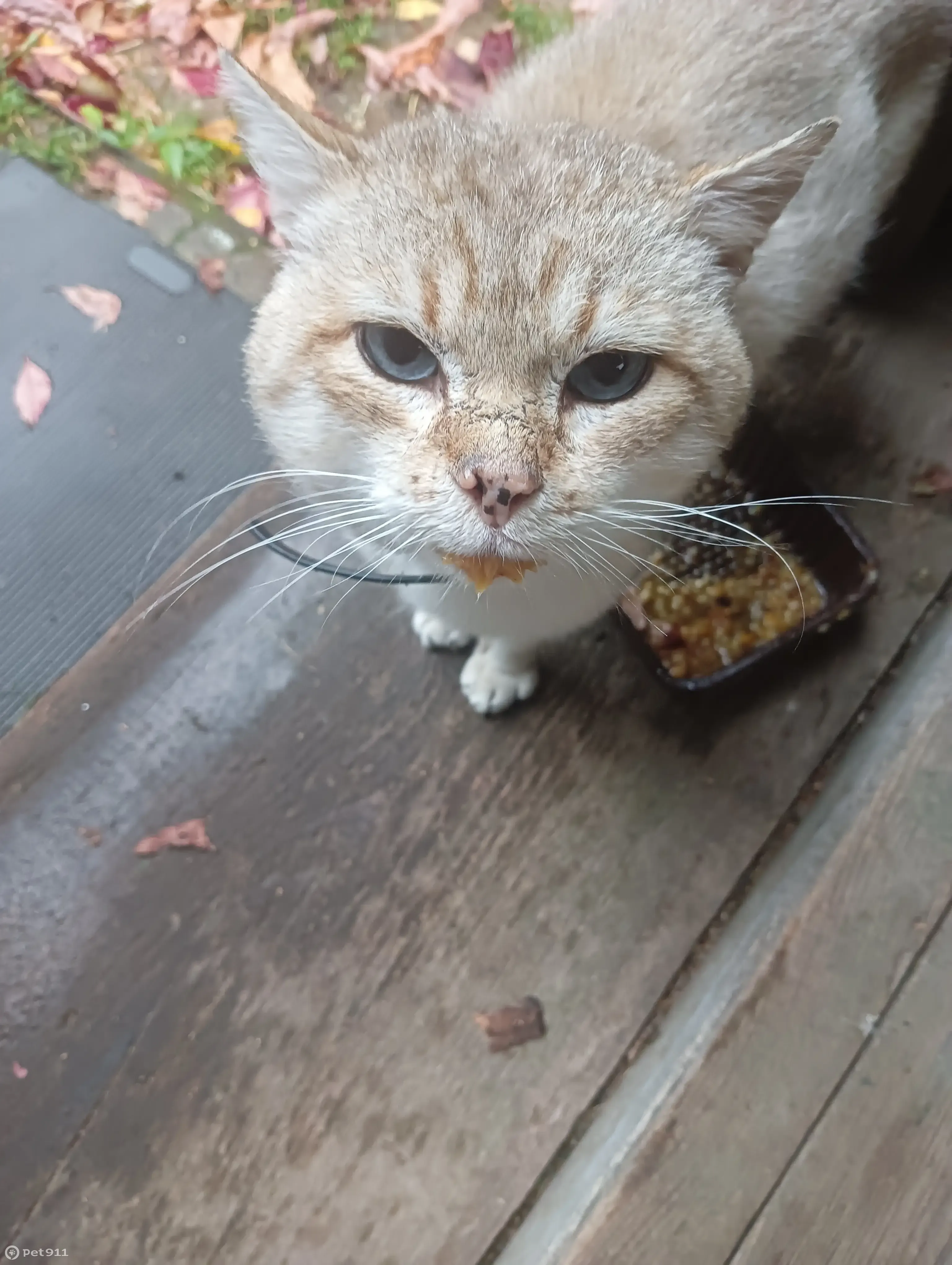 Найден кошак Кот, Никольское, Смоленская обл. | Pet911.ru