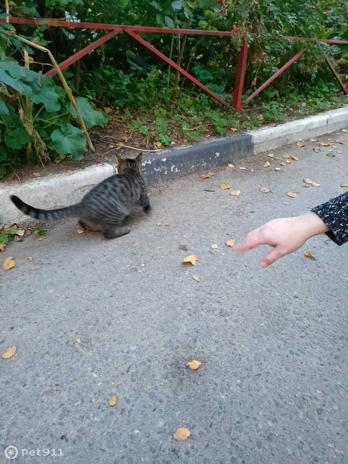 Найдена кошка в г. Тверь, дом 35, пер. Трудолюбия. Котенок кельтской породы  ищет хозяина | Pet911.ru