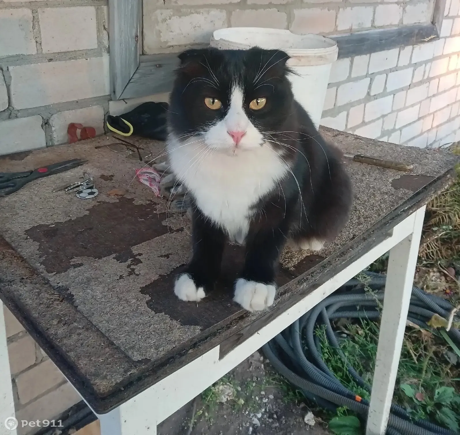 Пропал котик, черно-белый окрас, Октябрьская ул., 38 - photo