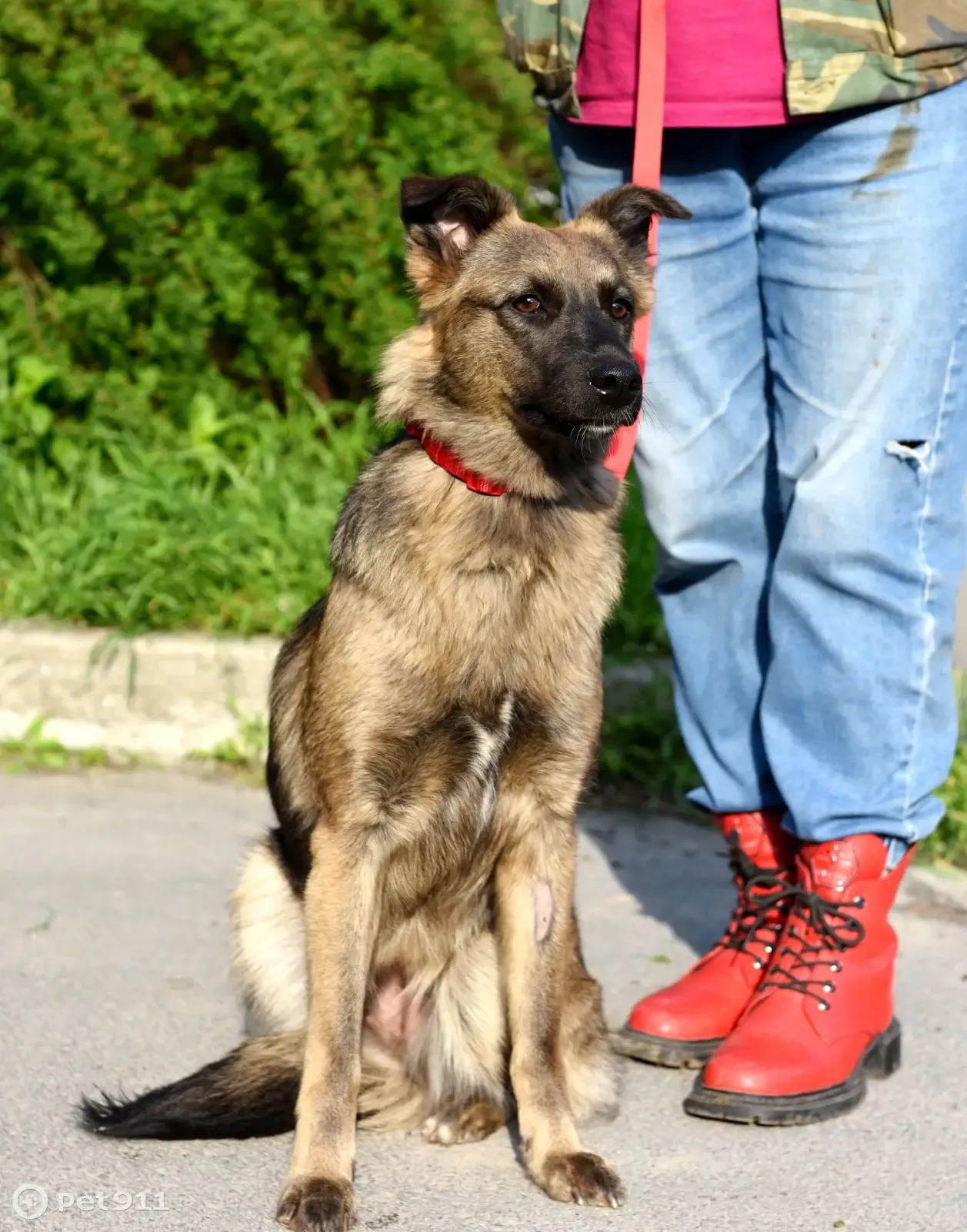 Пропала стерилизованная собака, Ростов-на-Дону, Изыскательский пер., 8 |  Pet911.ru