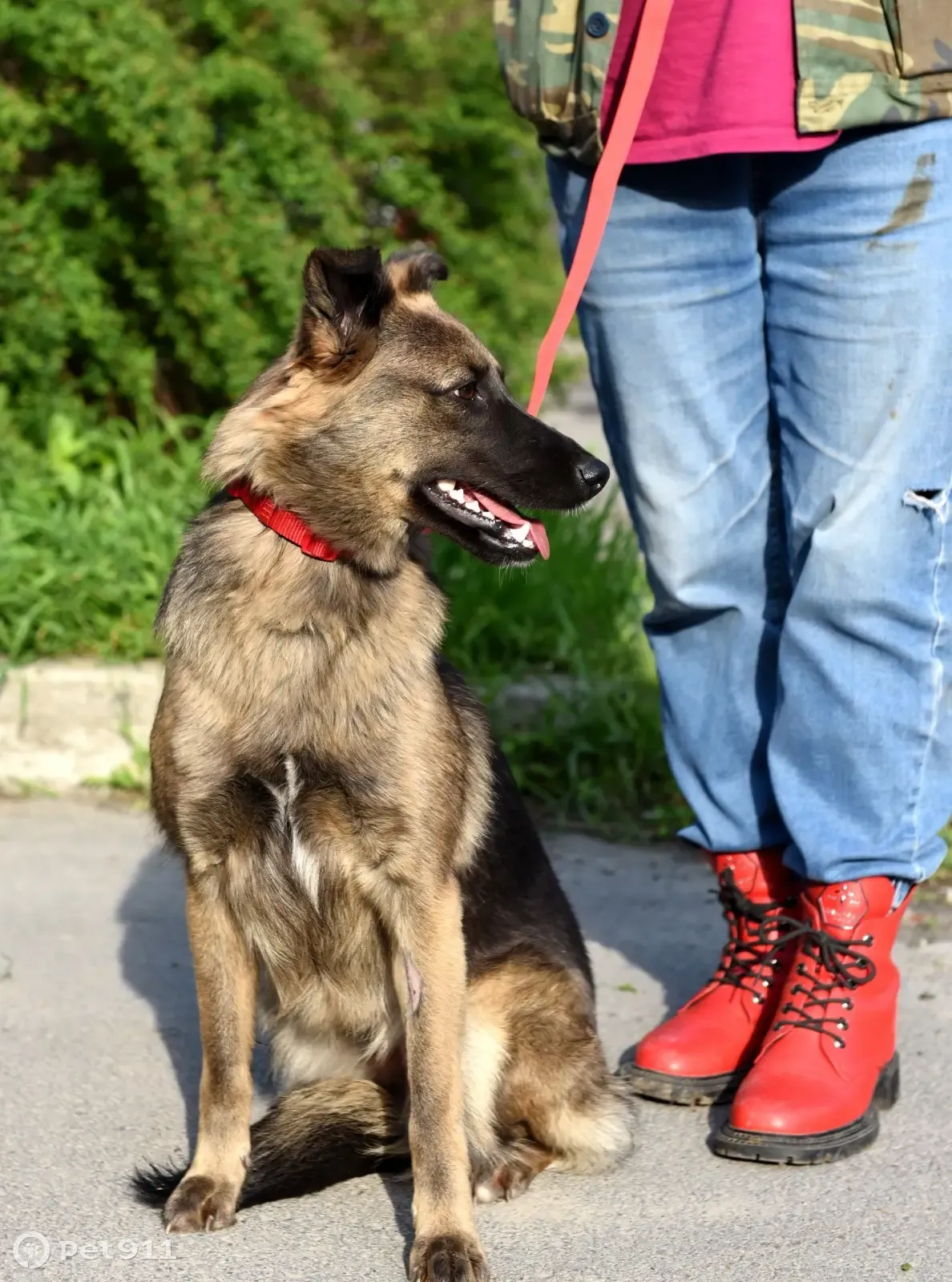 Пропала стерилизованная собака, Ростов-на-Дону, Изыскательский пер., 8 |  Pet911.ru