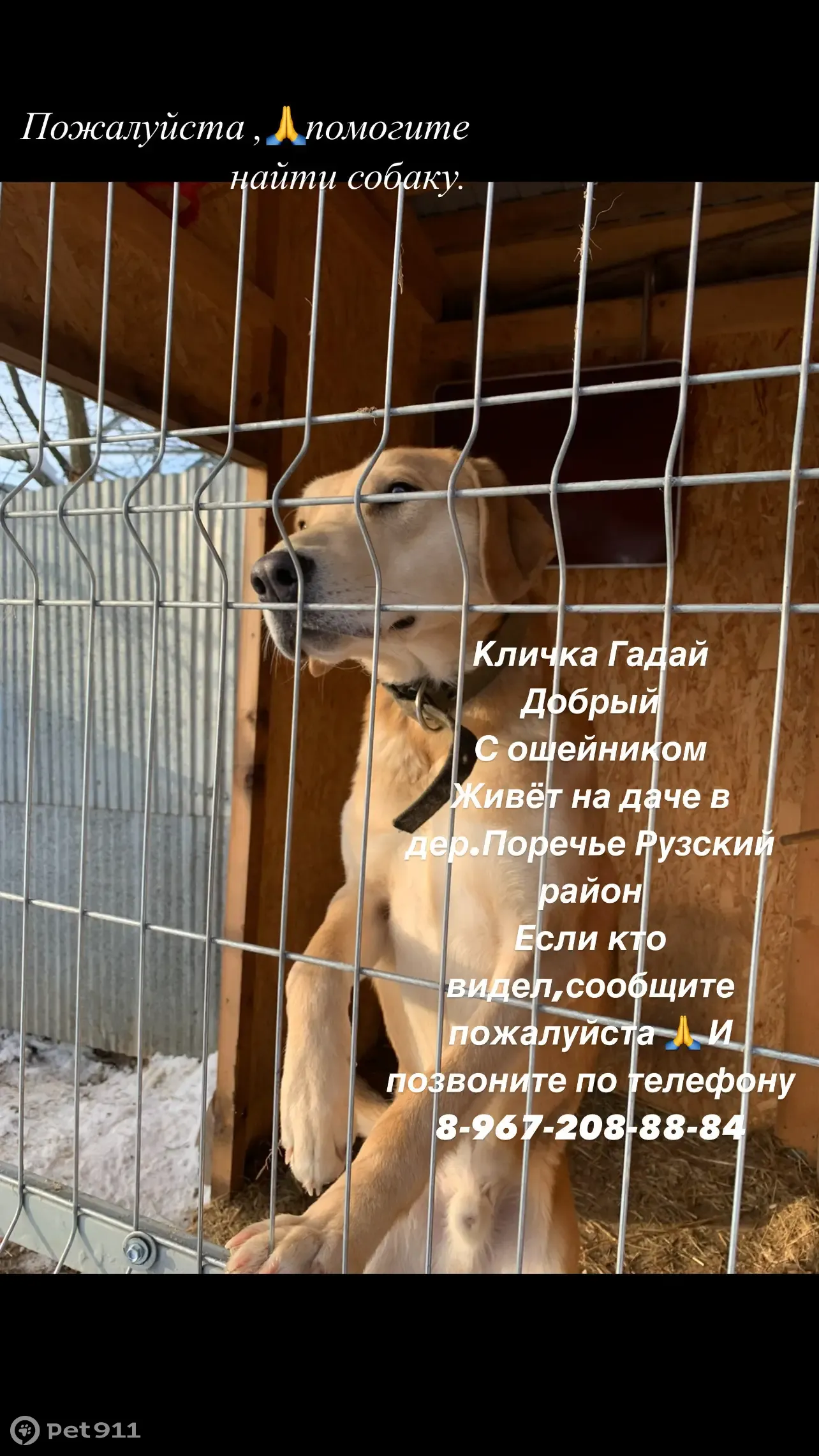 Пропала собака! Помогите найти! 8-967-208-88-84 | Pet911.ru