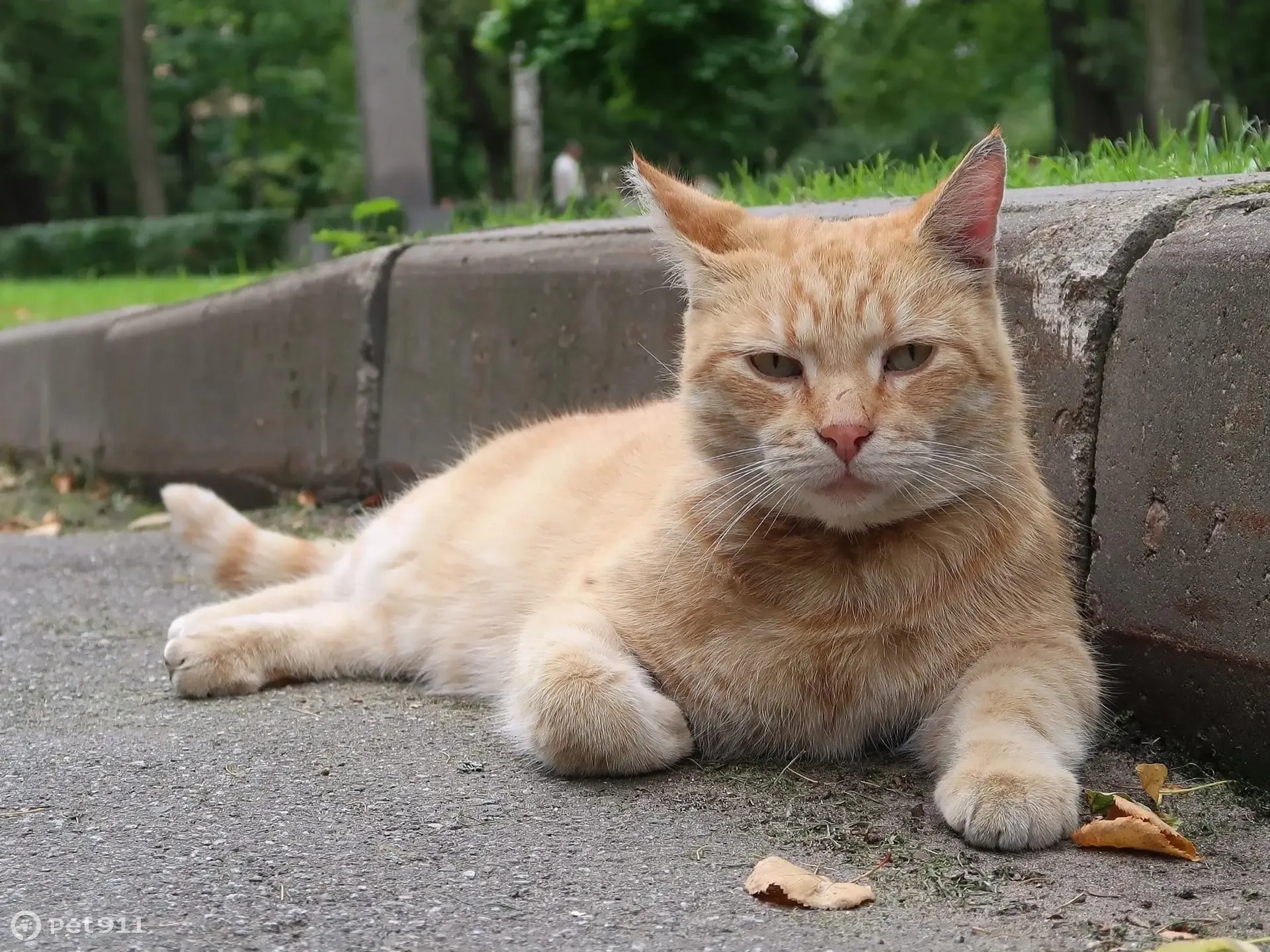 Пропала кошка Рыжий кот, Каменноостровский пр-т, 29 | Pet911.ru