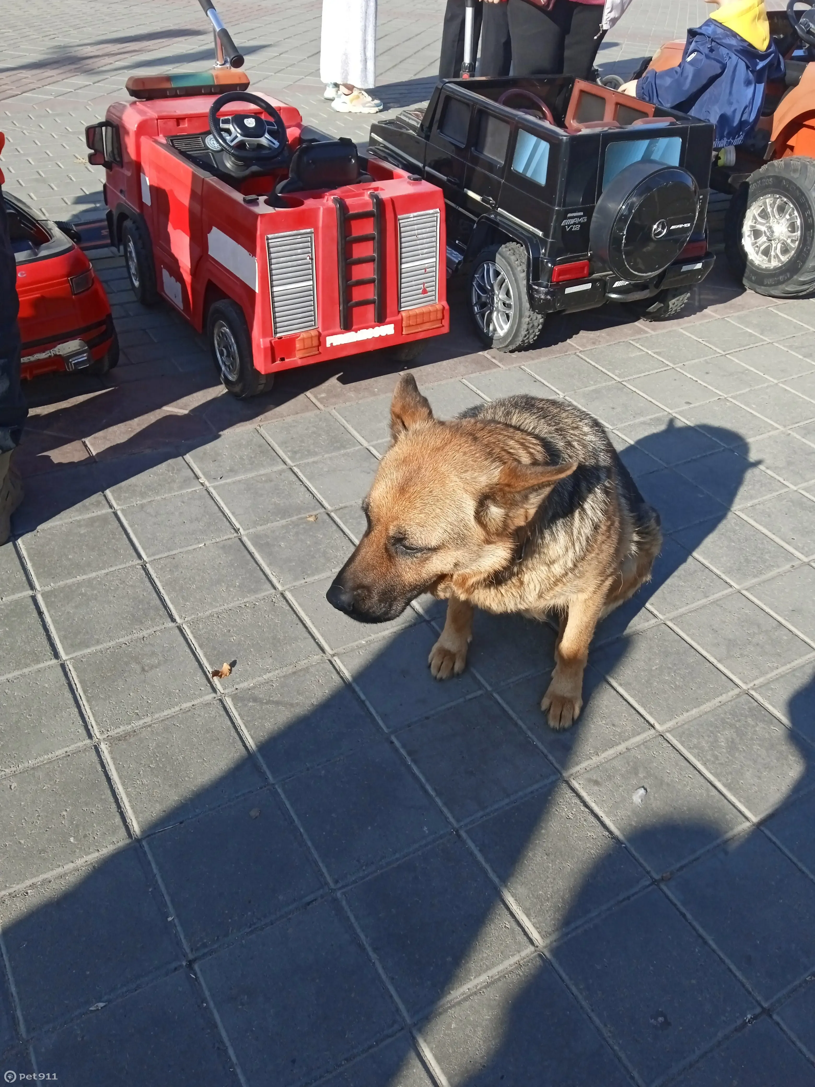 Собака найдена: Мало-Тобольская ул., 25Б, Барнаул | Pet911.ru