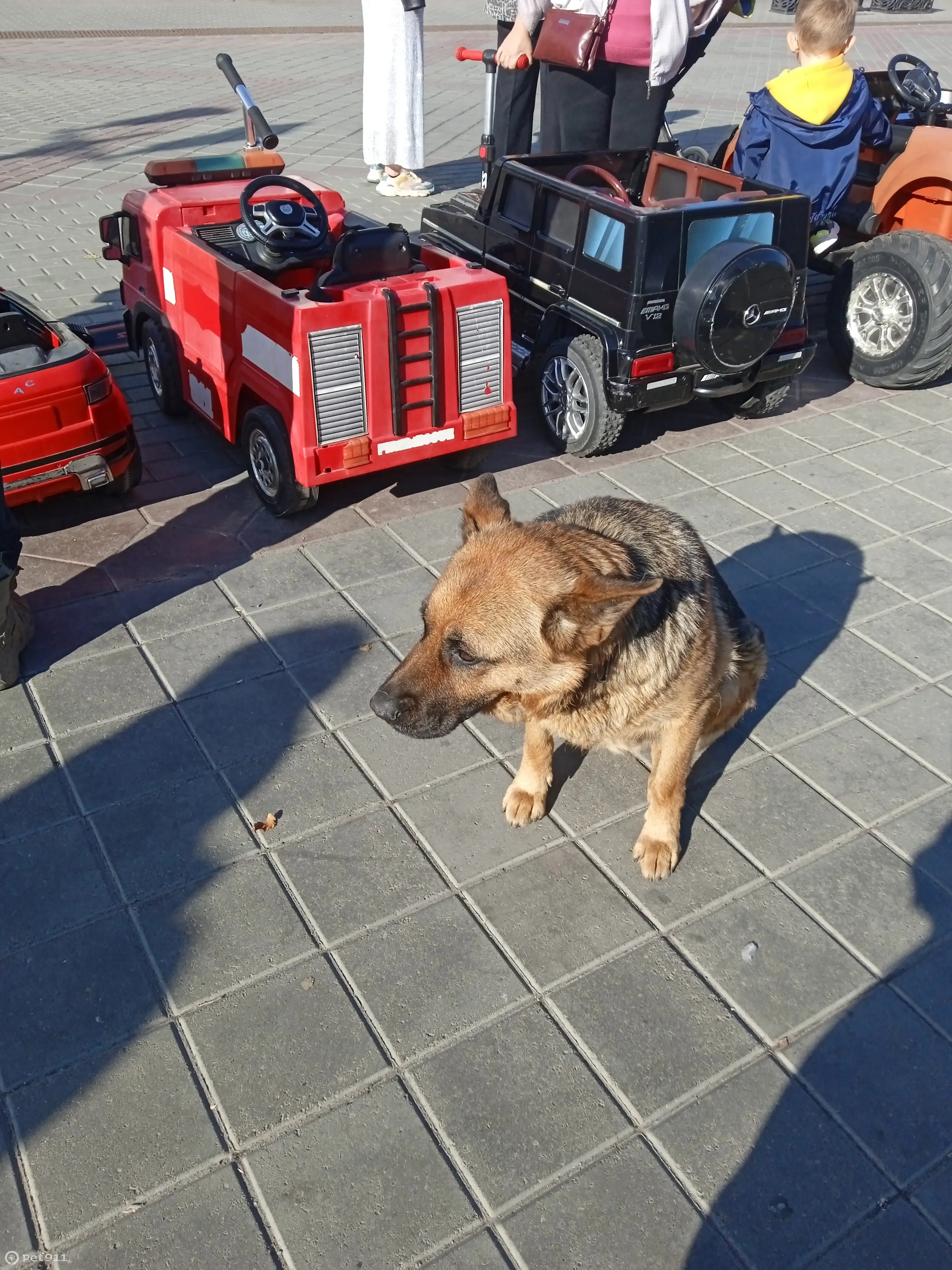 Собака найдена: Мало-Тобольская ул., 25Б, Барнаул | Pet911.ru