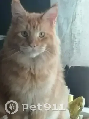 Пропала кошка, нуждается в ветеринарном контроле. Ул. Димитрова, 15 к2, СПб. - photo