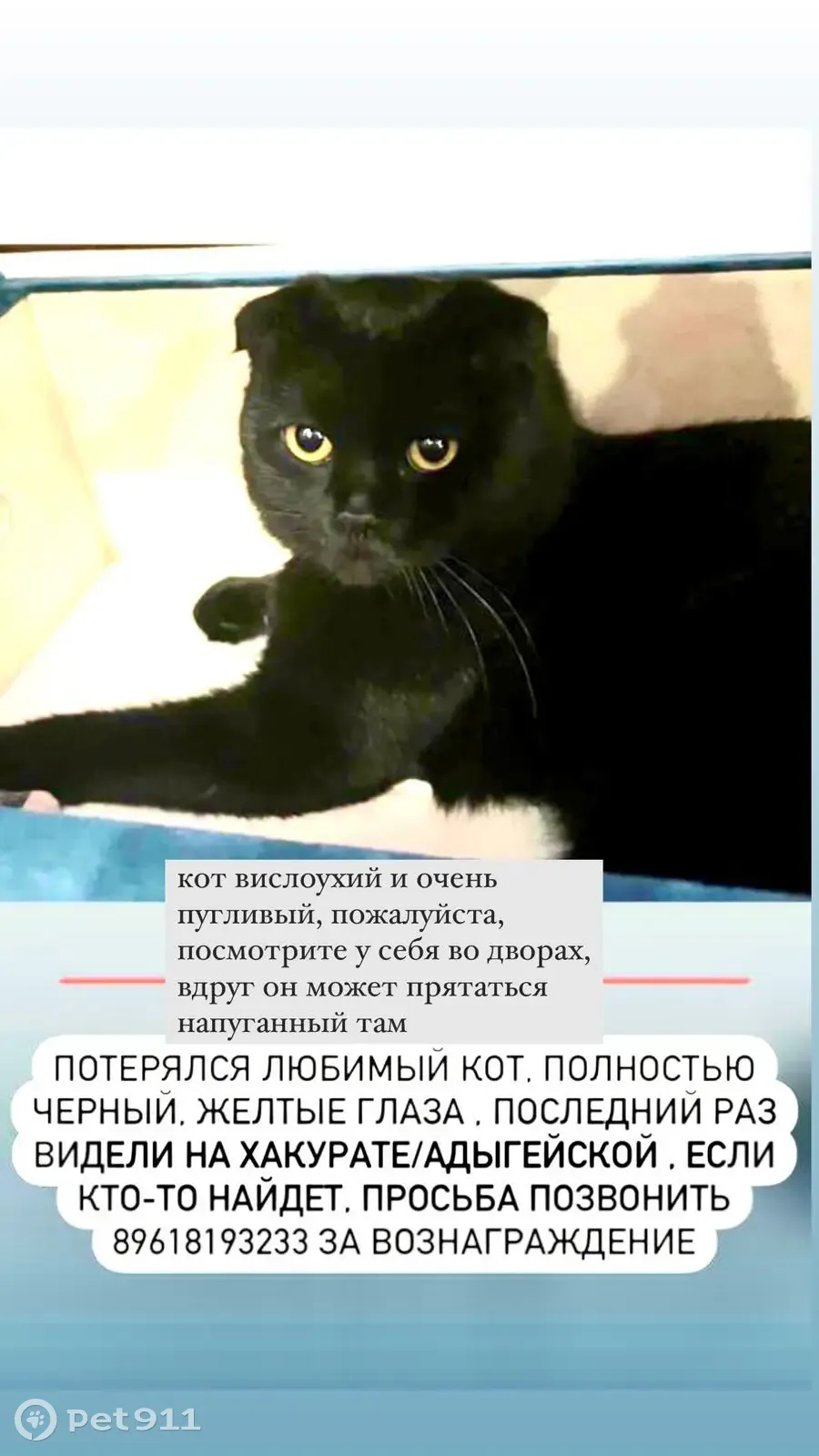 Пропал черный кот, ул. Хакурате, 350, Майкоп | Pet911.ru