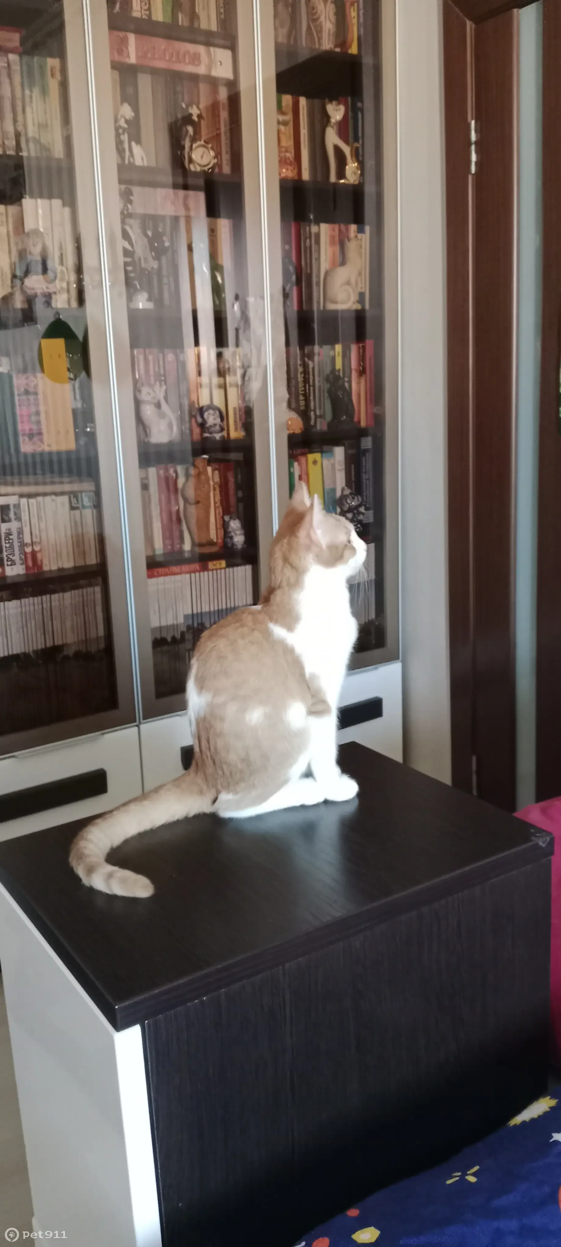 Пропала кошка, ул. Свердлова, Балашиха - photo