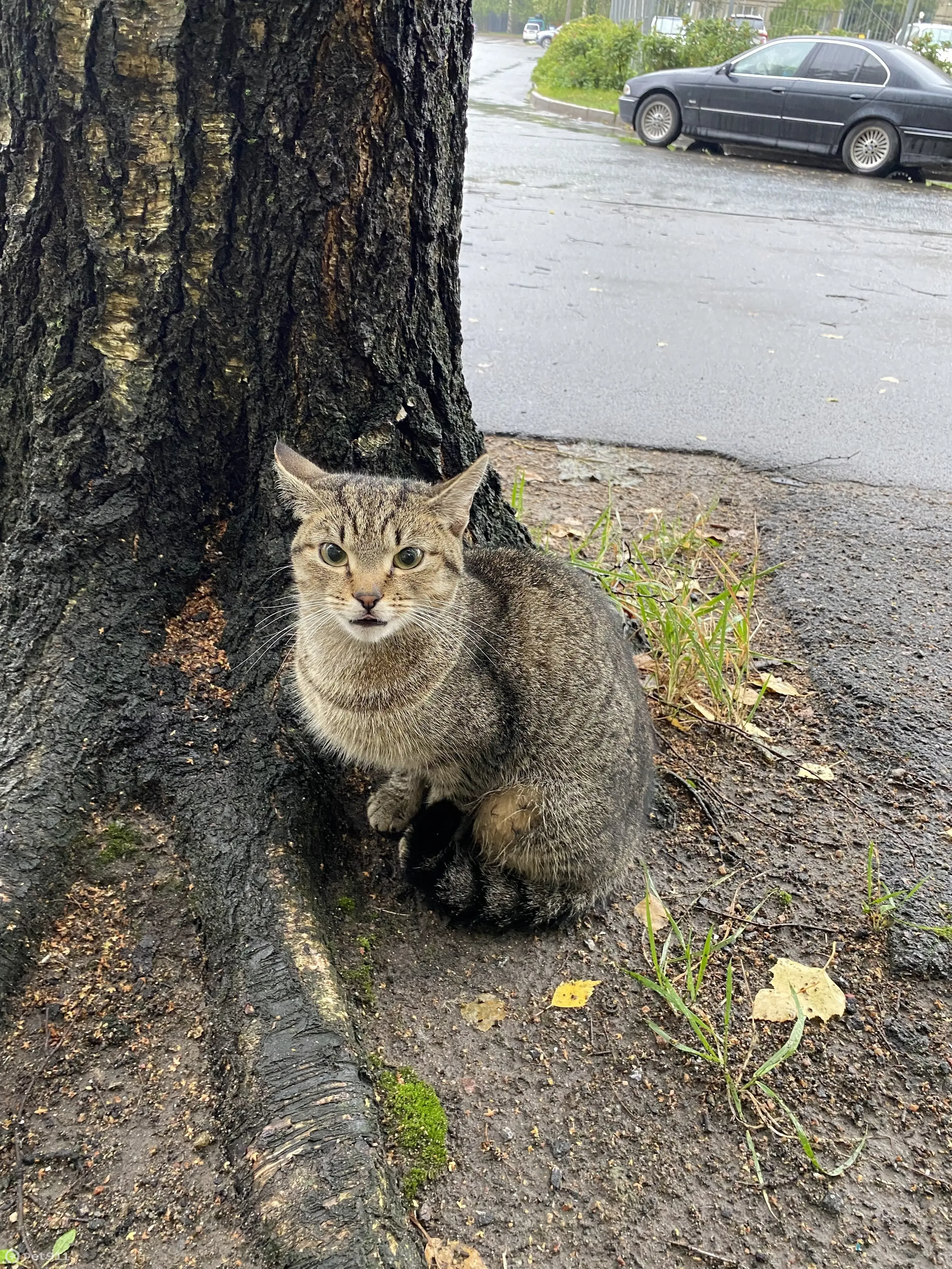 Найдена домашняя кошка на ул. Маршала Новикова, 1 к1, СПб | Pet911.ru