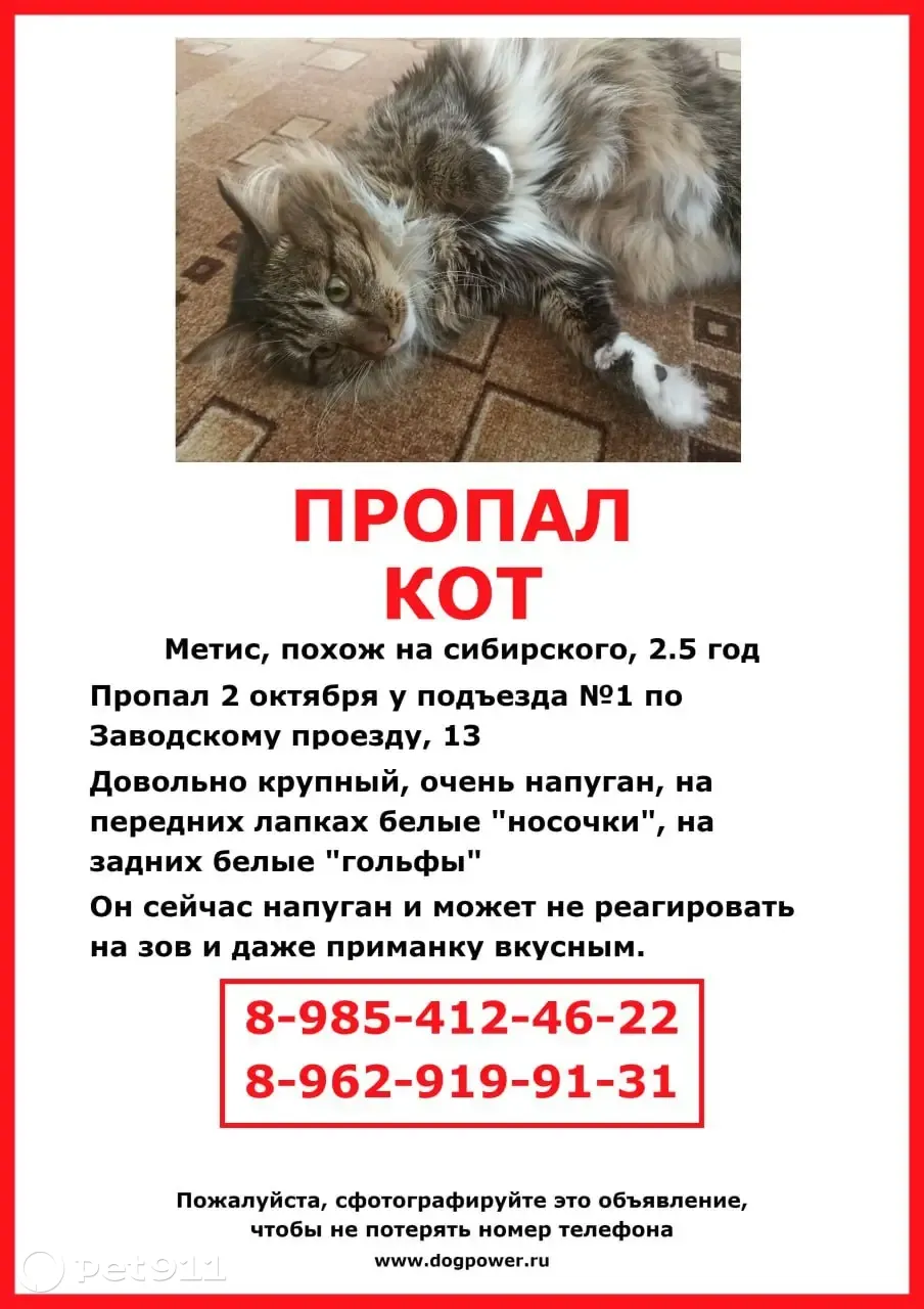 Пропала кошка, Заводской проезд, 13, Москва | Pet911.ru