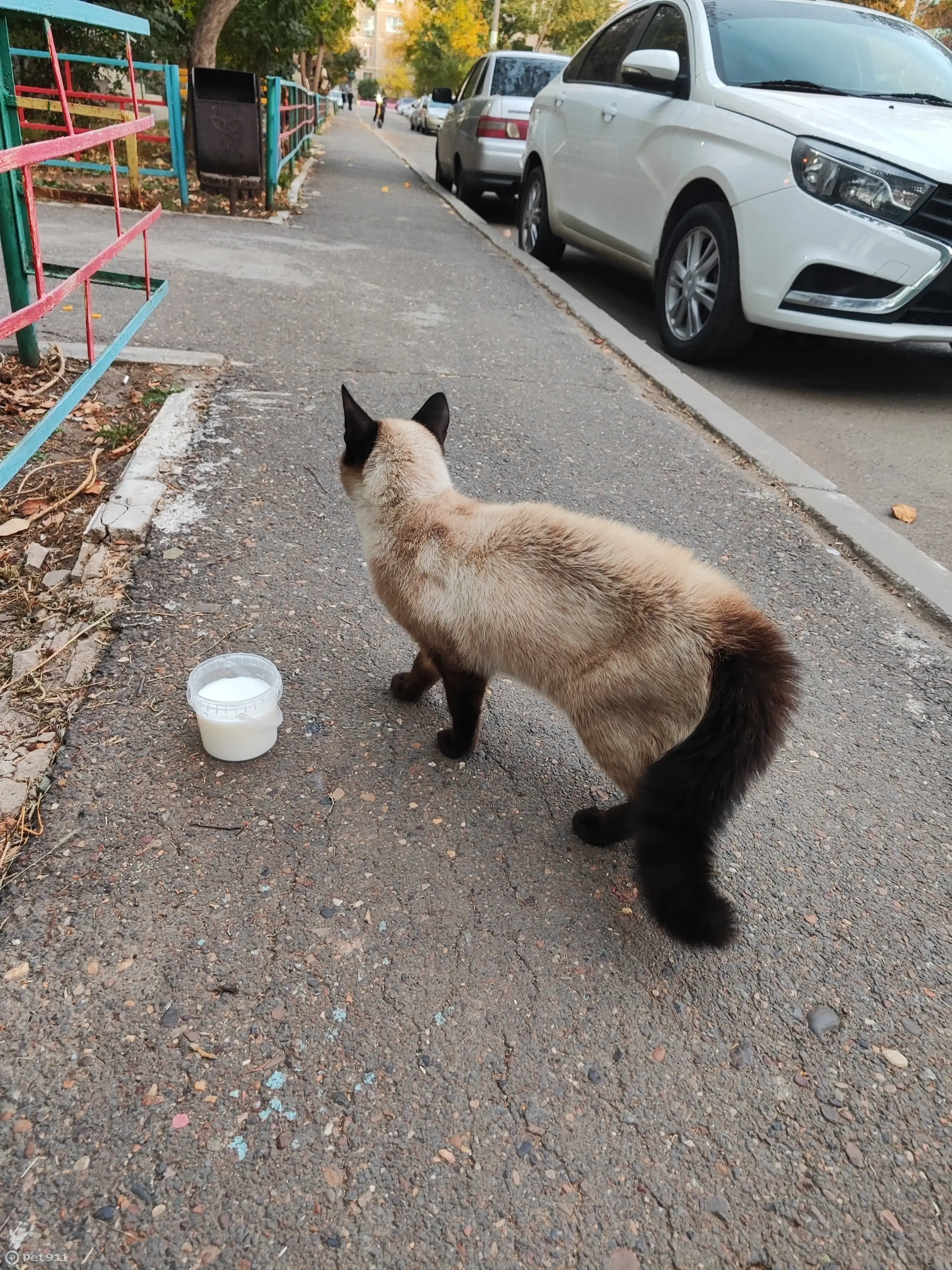 Найден домашний кот Сиамец на ул. Дружбы, 3/3, Оренбург | Pet911.ru