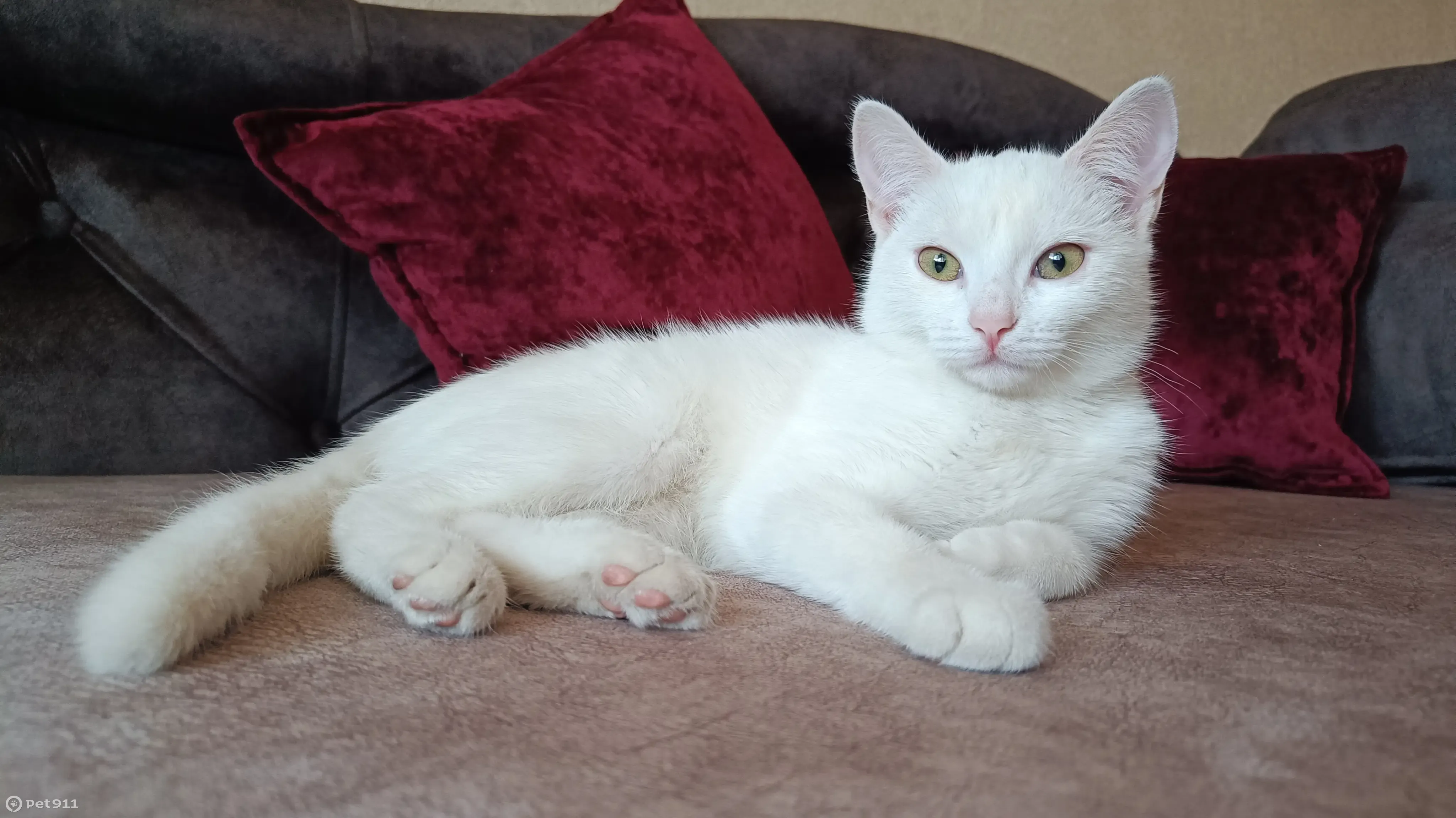 Найдена белая кошка, ул. Димитрова, Курган - photo