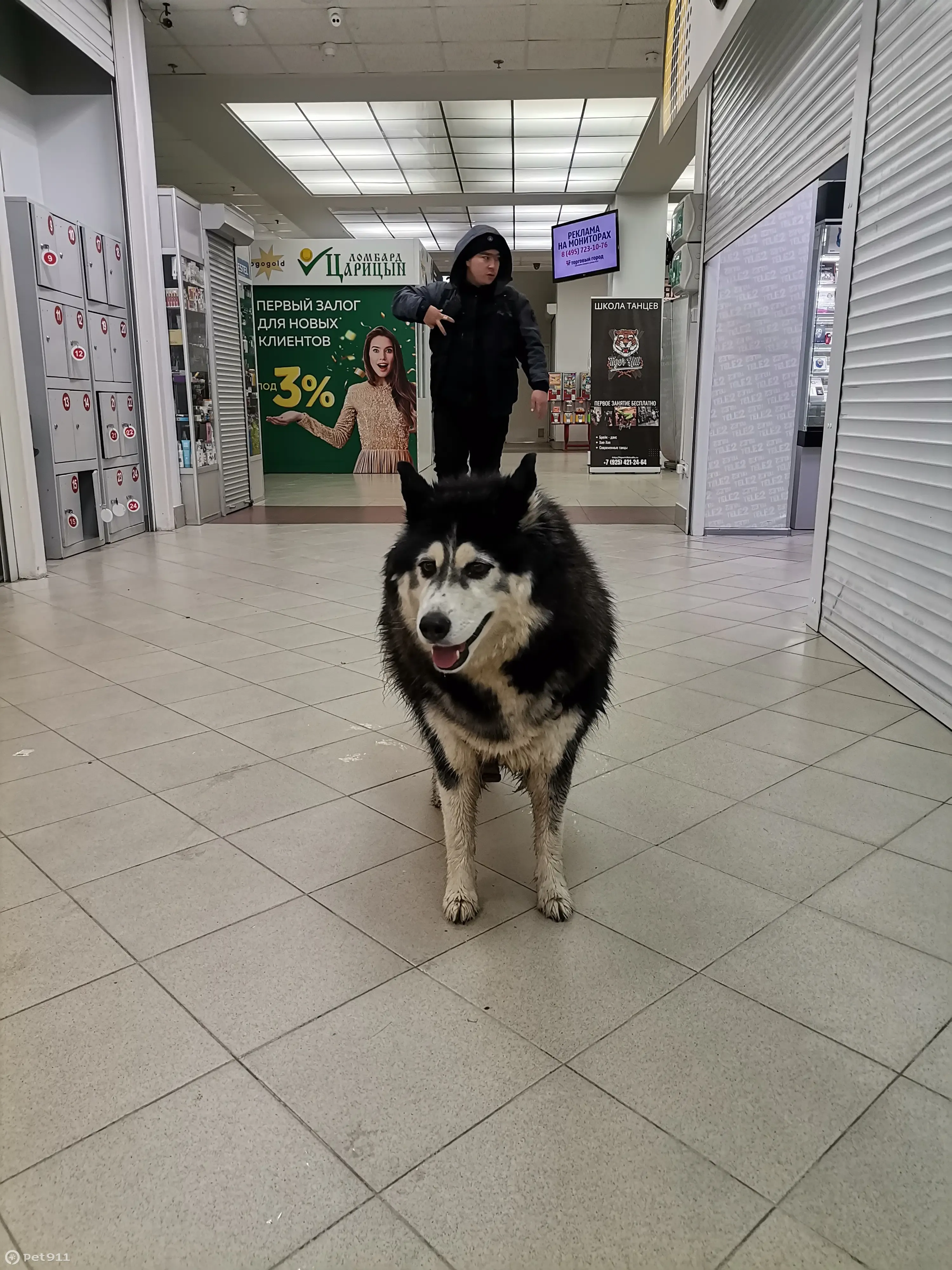 Собака найдена в Домодедово, площадь Гагарина | Pet911.ru