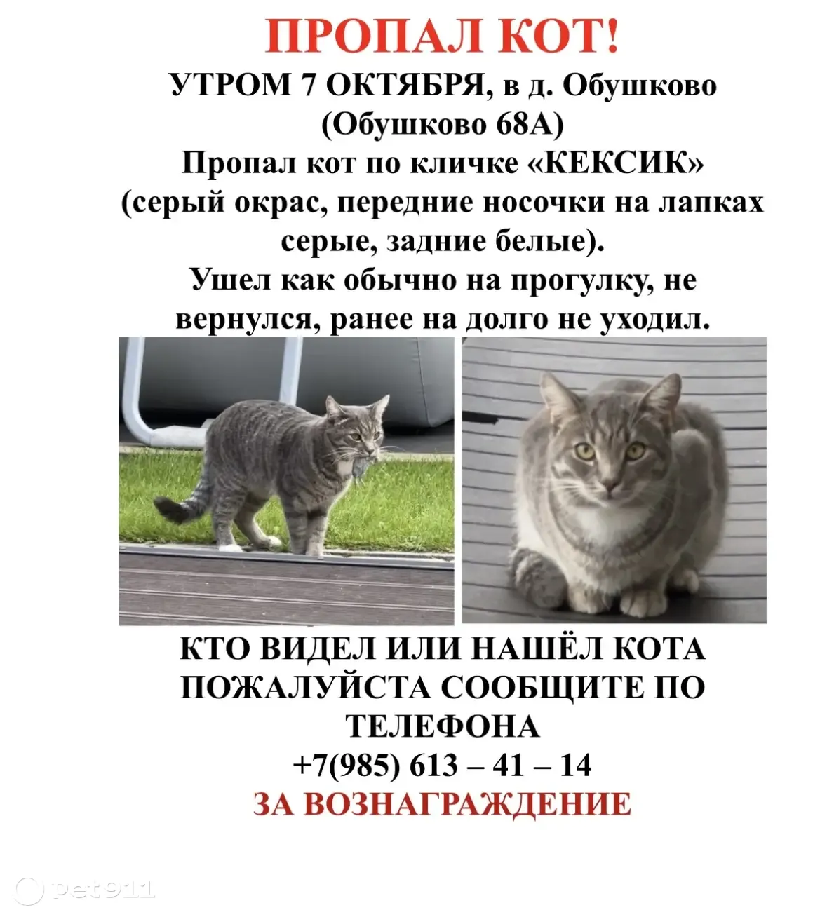 Пропал кот КЕКСИК, ушел на прогулку 7 октября в 5:50, Московская область |  Pet911.ru