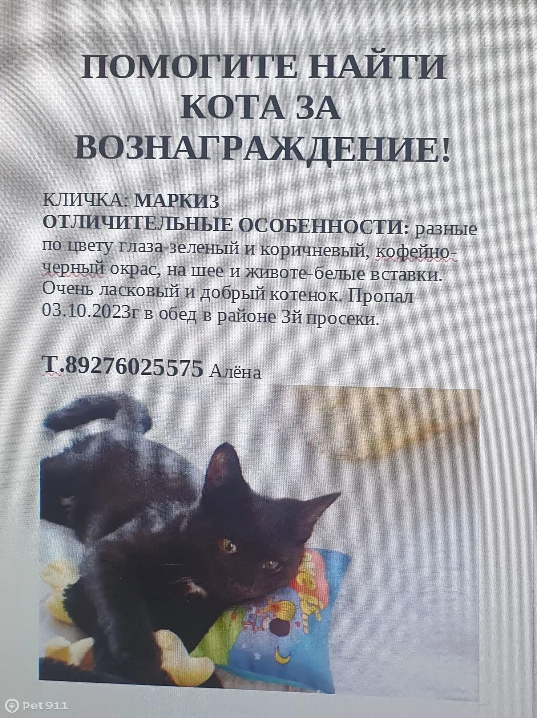 Пропала кошка Маркиз в Самаре | Pet911.ru