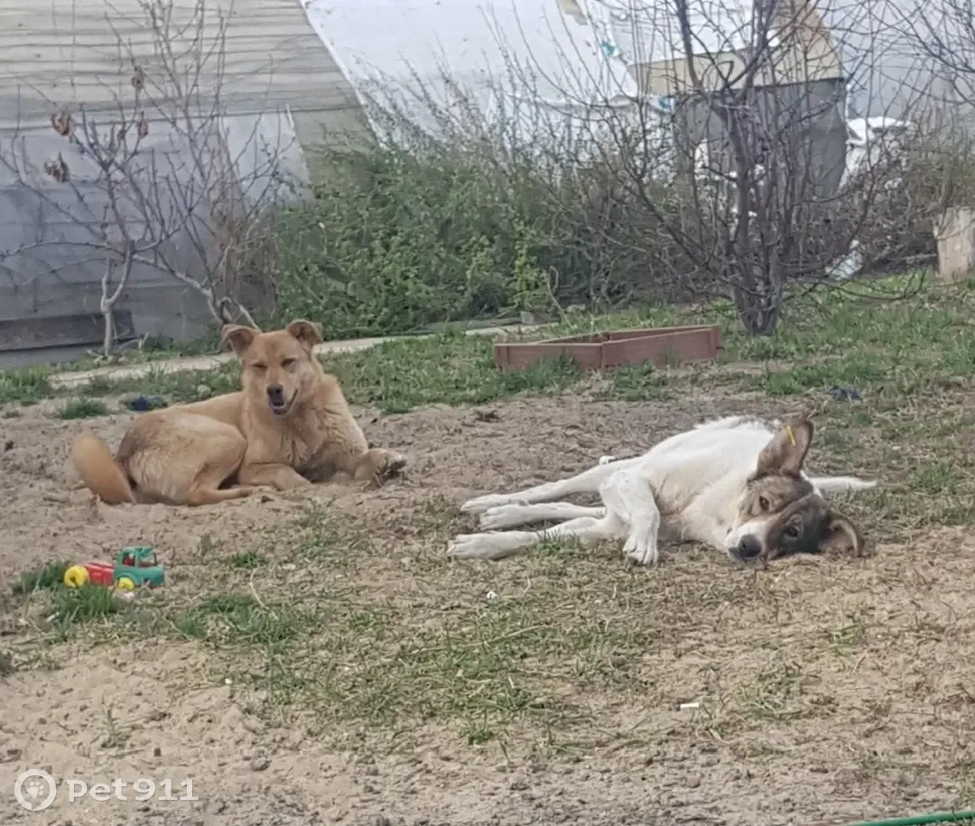 Стерилизованные собаки ищут дом, Тюмень, ул. Первомайская, 15 | Pet911.ru