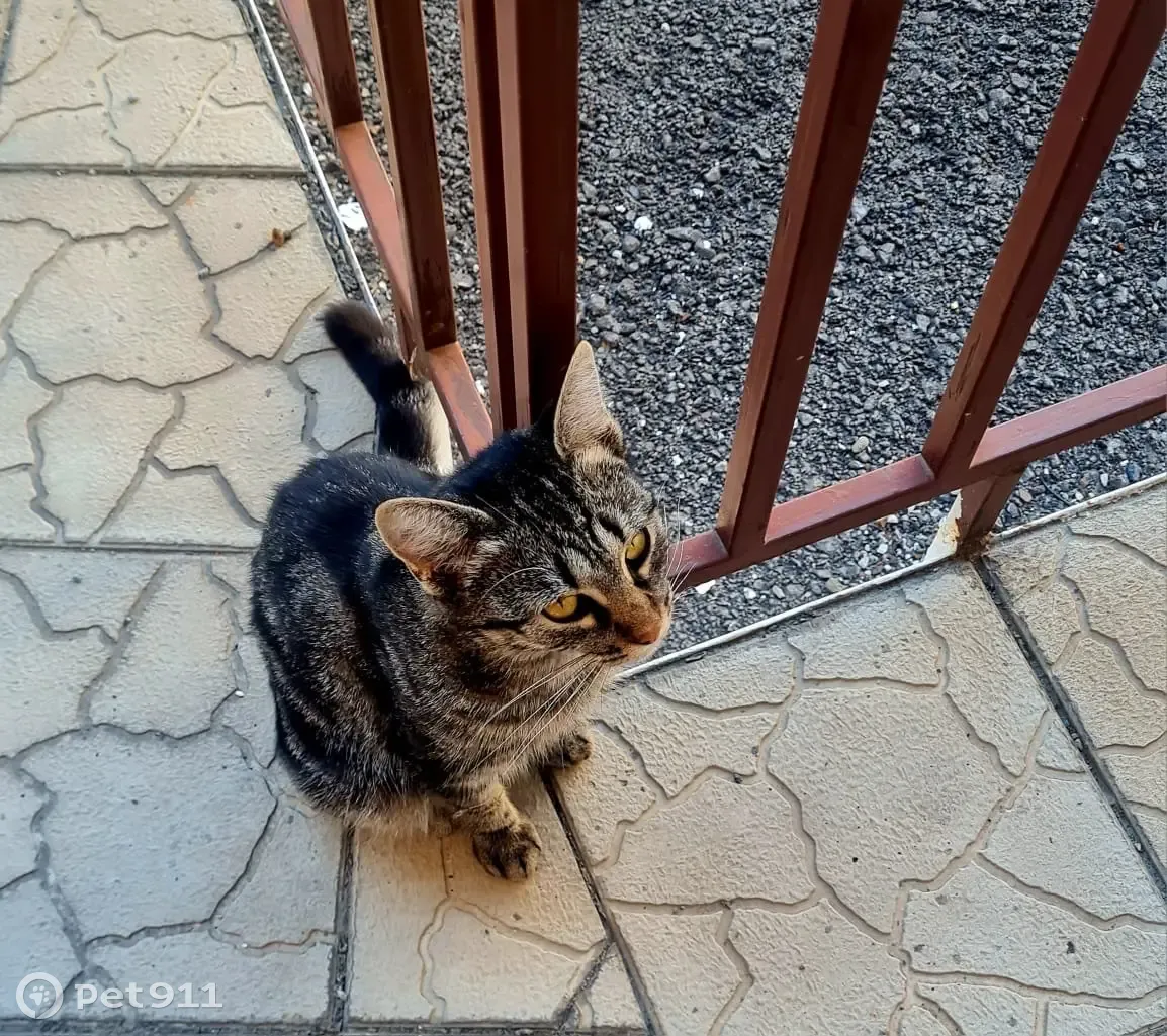 Кошка ищет новых хозяев, ул. Володарского, 178, Ростов | Pet911.ru