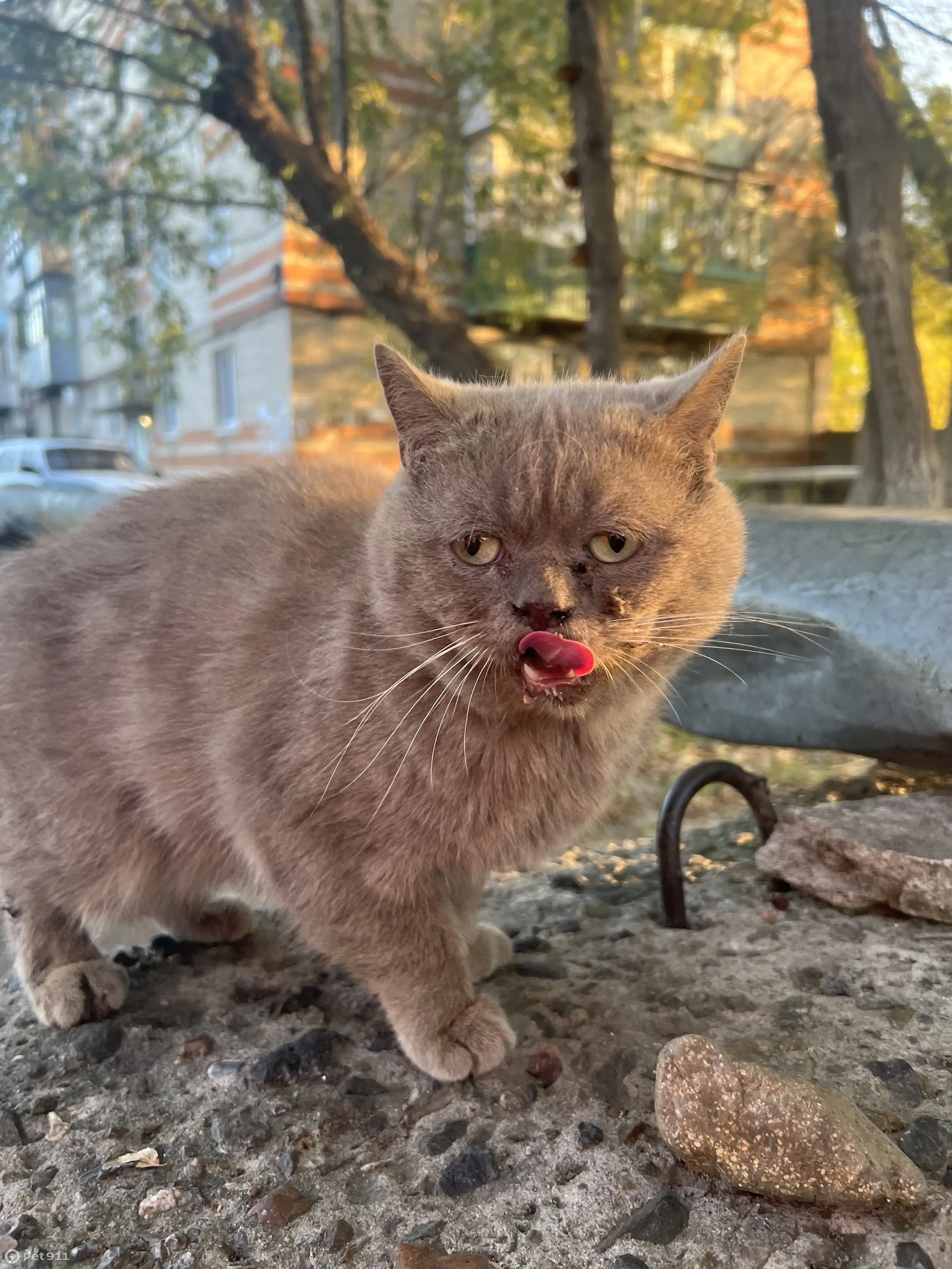 Найдена кошка Уссурийск, нужен новый дом | Pet911.ru