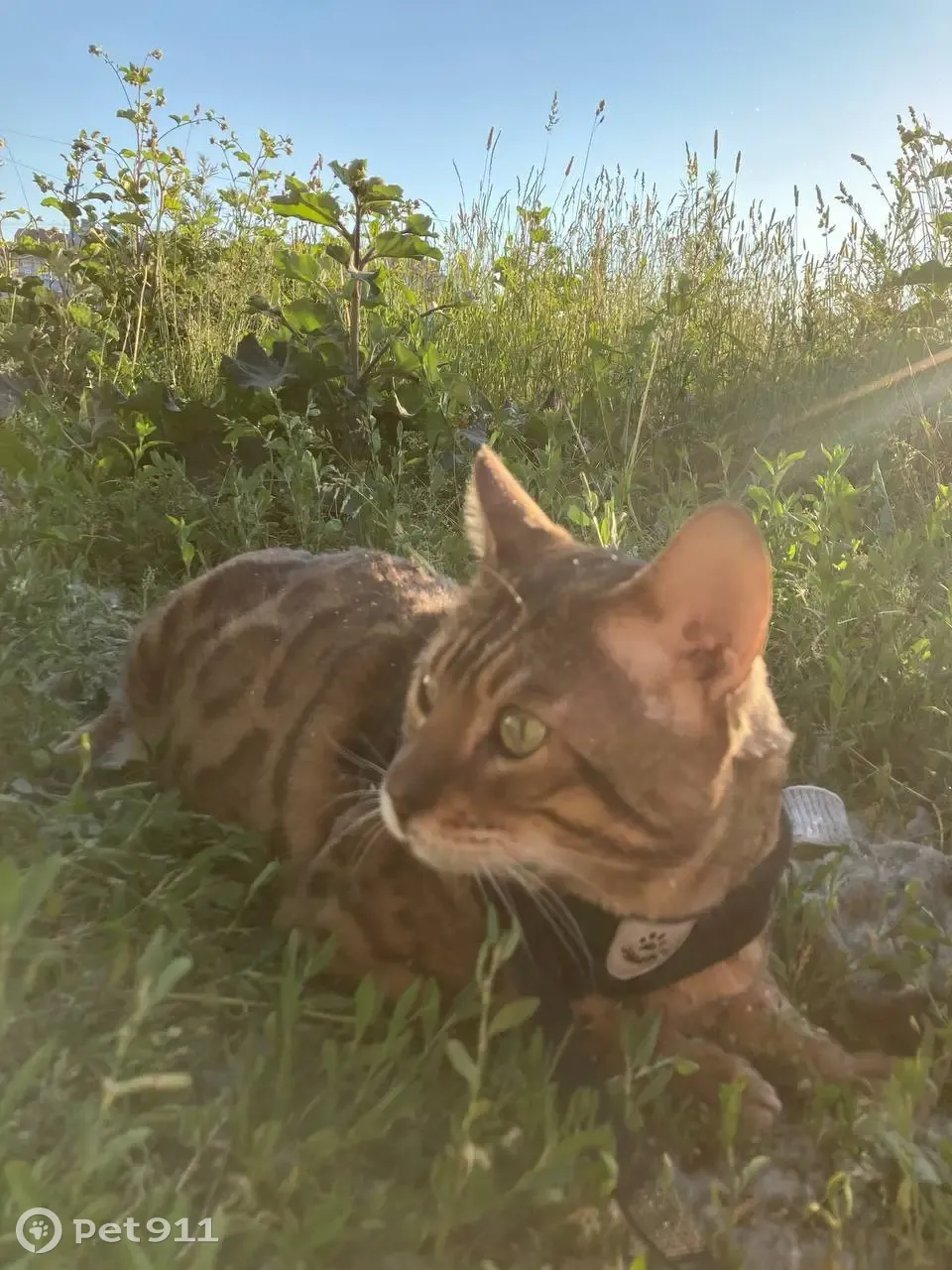 Пропала кошка Мальчик, Рузовская ул., 16, СПб - photo