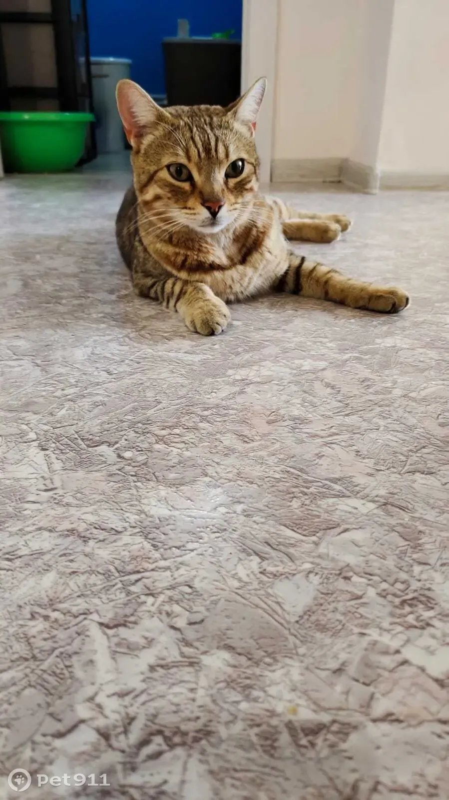 Найден умный котик на Лесопарковой ул., 47, Красноярск | Pet911.ru