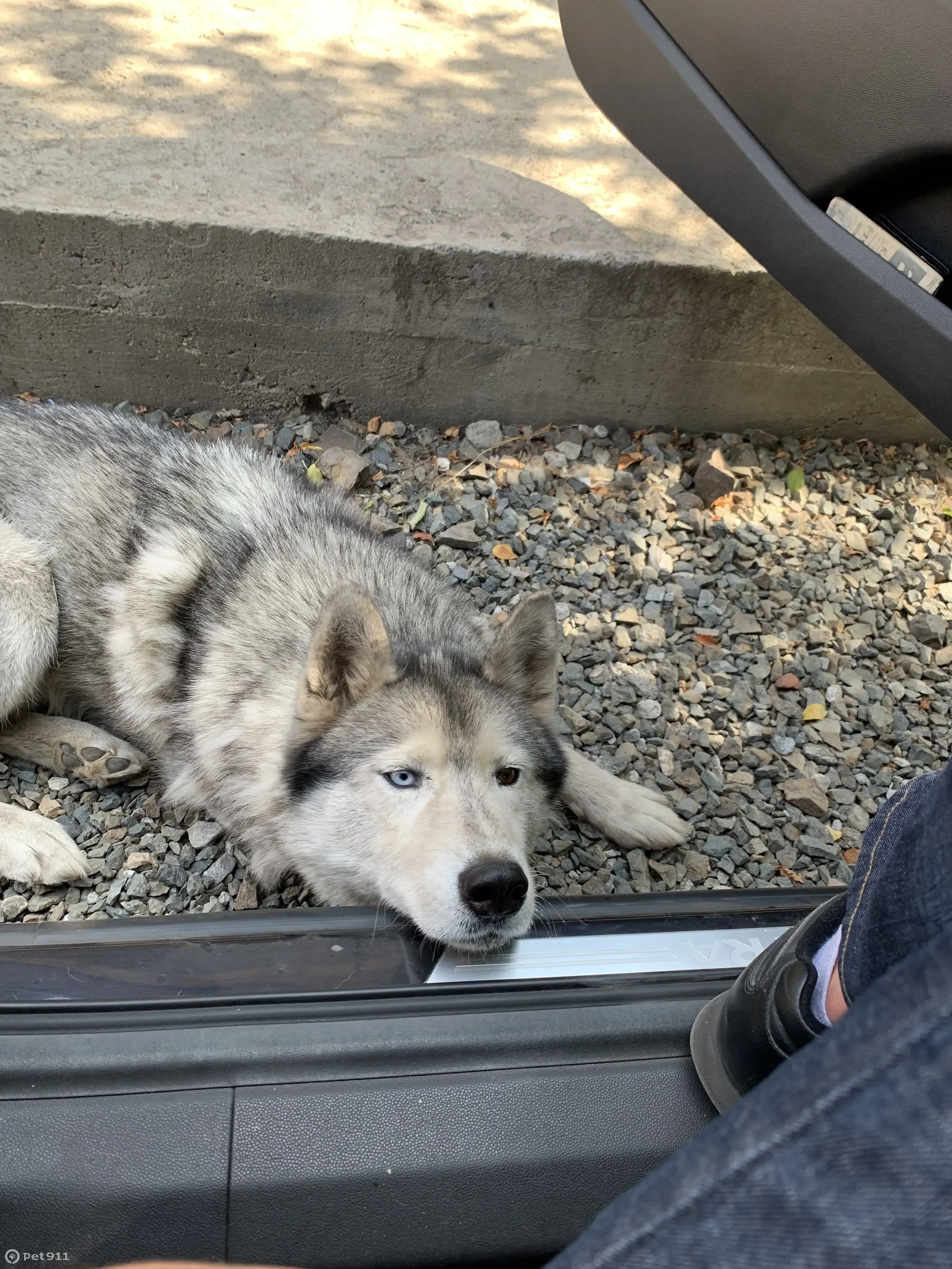 Пропала собака Хаски, адрес: ул. Рауфа Давлетова, 28, Красная Башкирия |  Pet911.ru