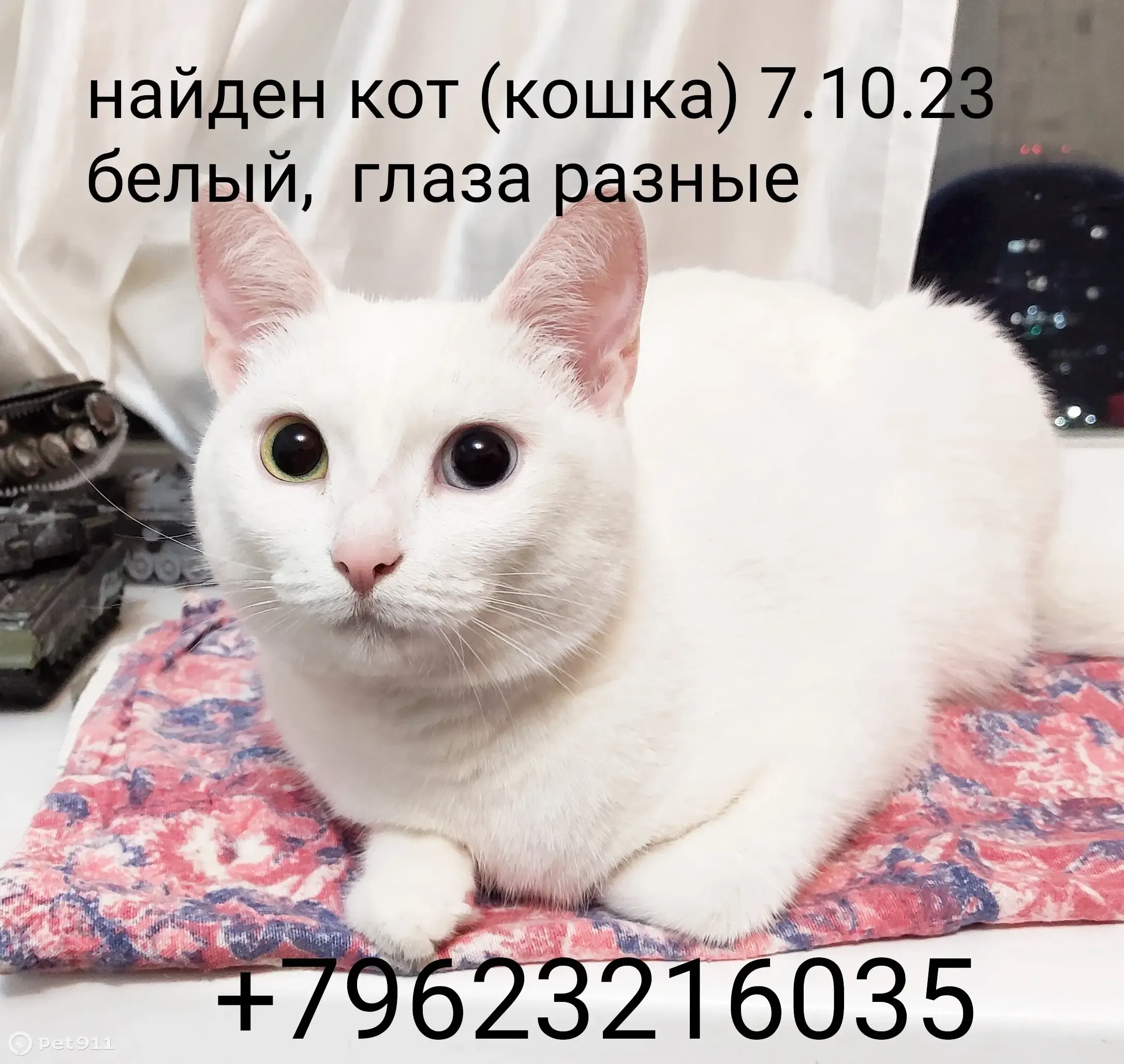 Найдена белая кошка на ул. Гузовского, 17, Чебоксары | Pet911.ru