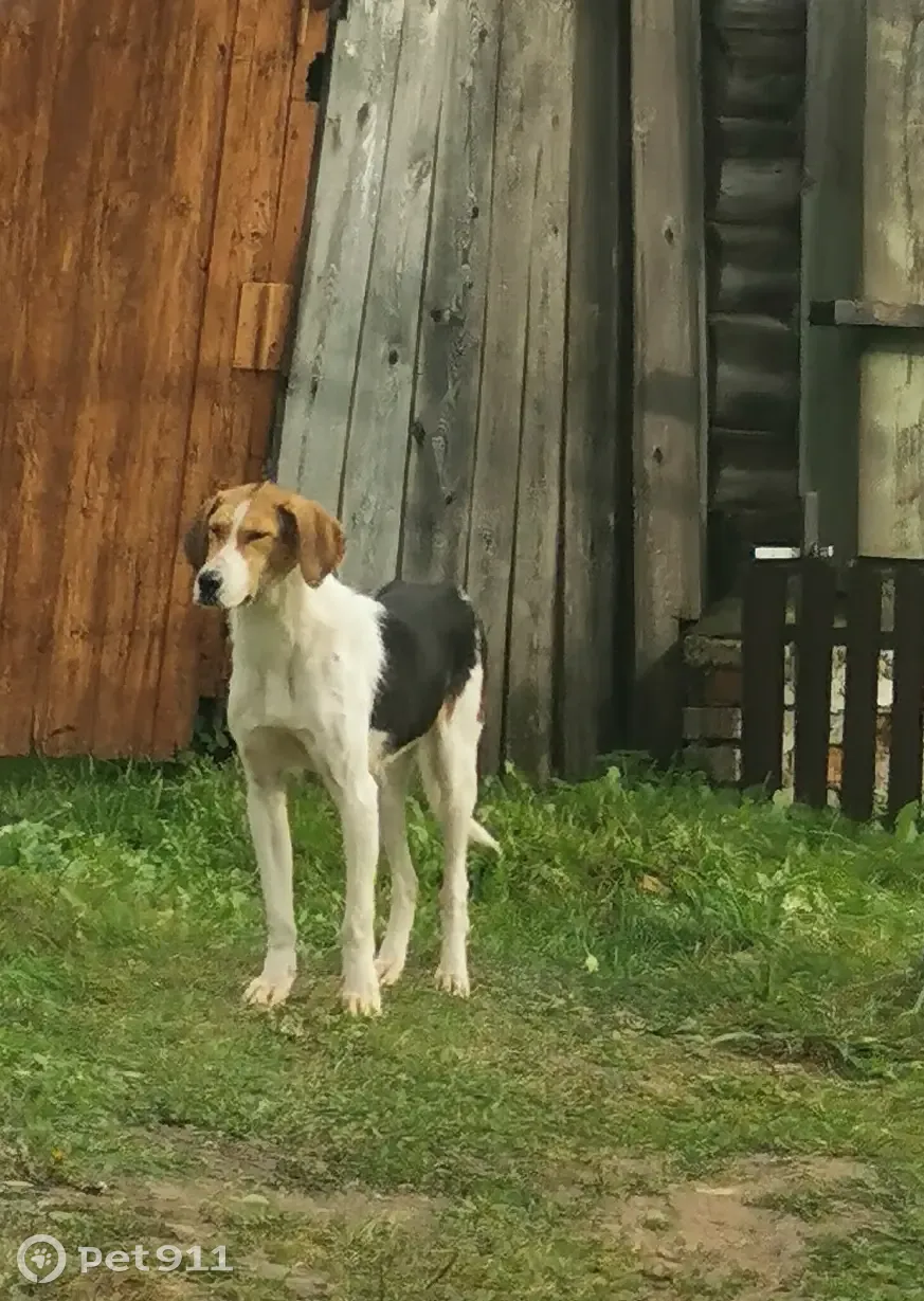 Найдена собака, русская пегая гончая, Тульская область | Pet911.ru