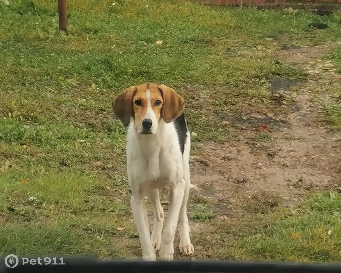 Найдена собака, русская пегая гончая, Тульская область | Pet911.ru