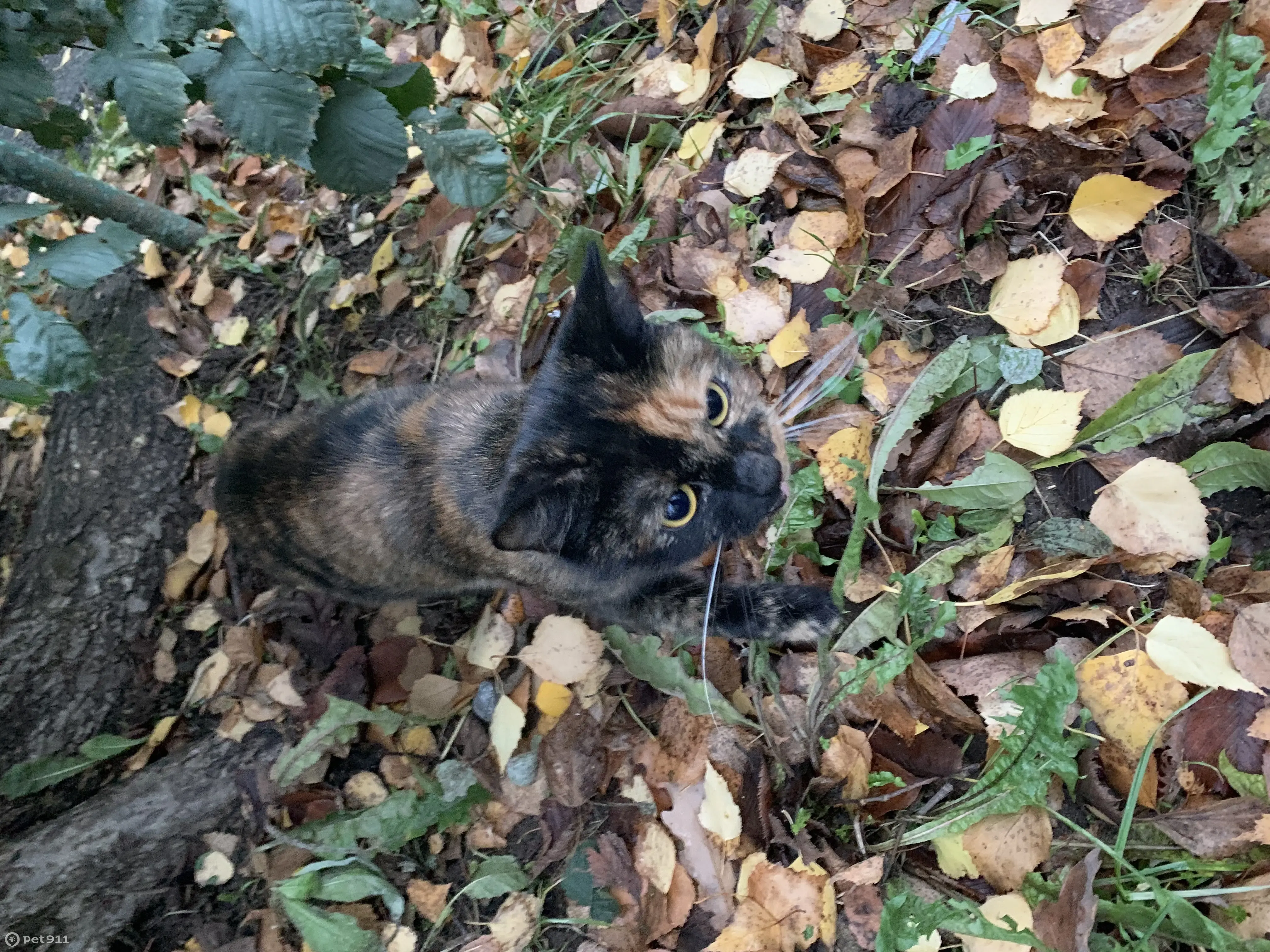 Найдена голодная кошка на ул. Ленинградская, 87, Вологда | Pet911.ru