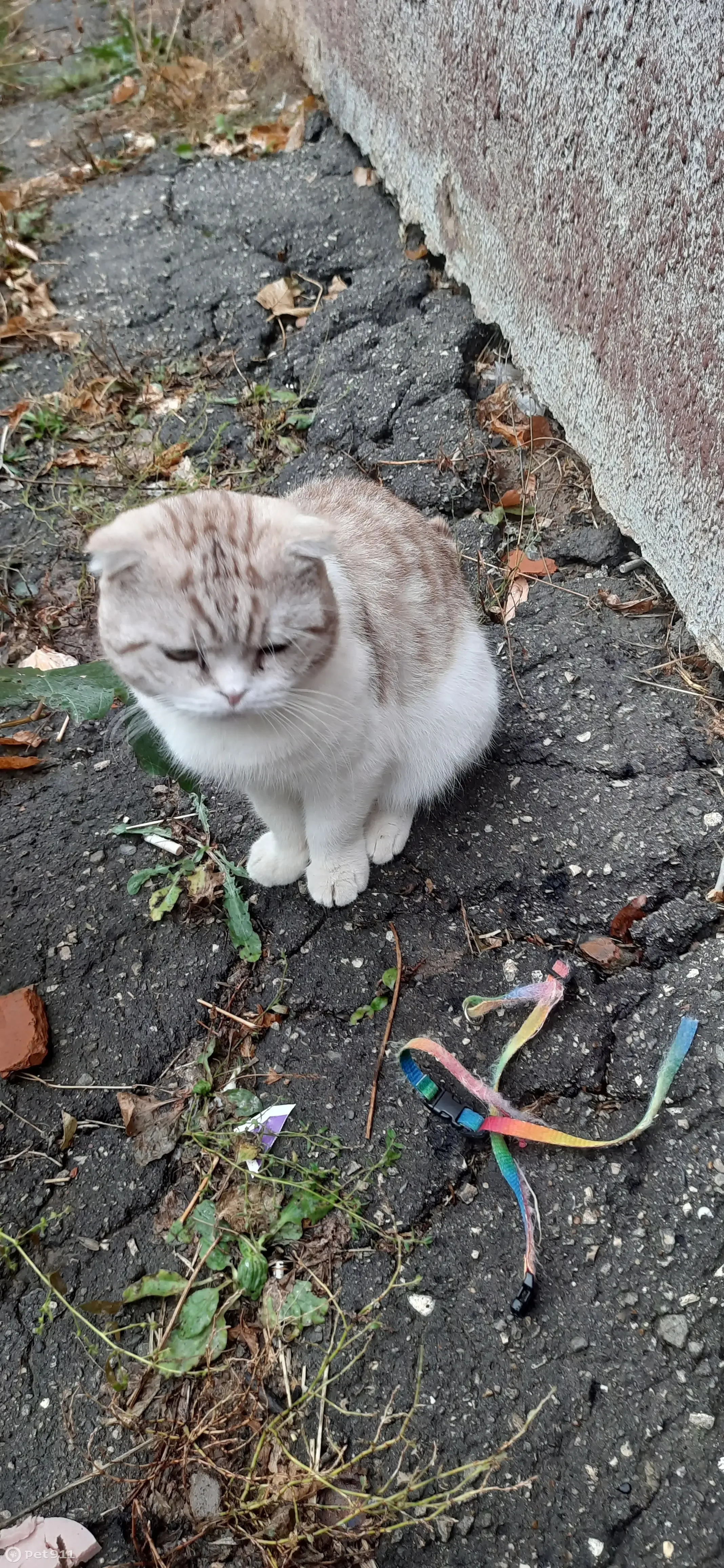 Помощь нужна! Найден кот, нужно засунуть в переноску | Pet911.ru