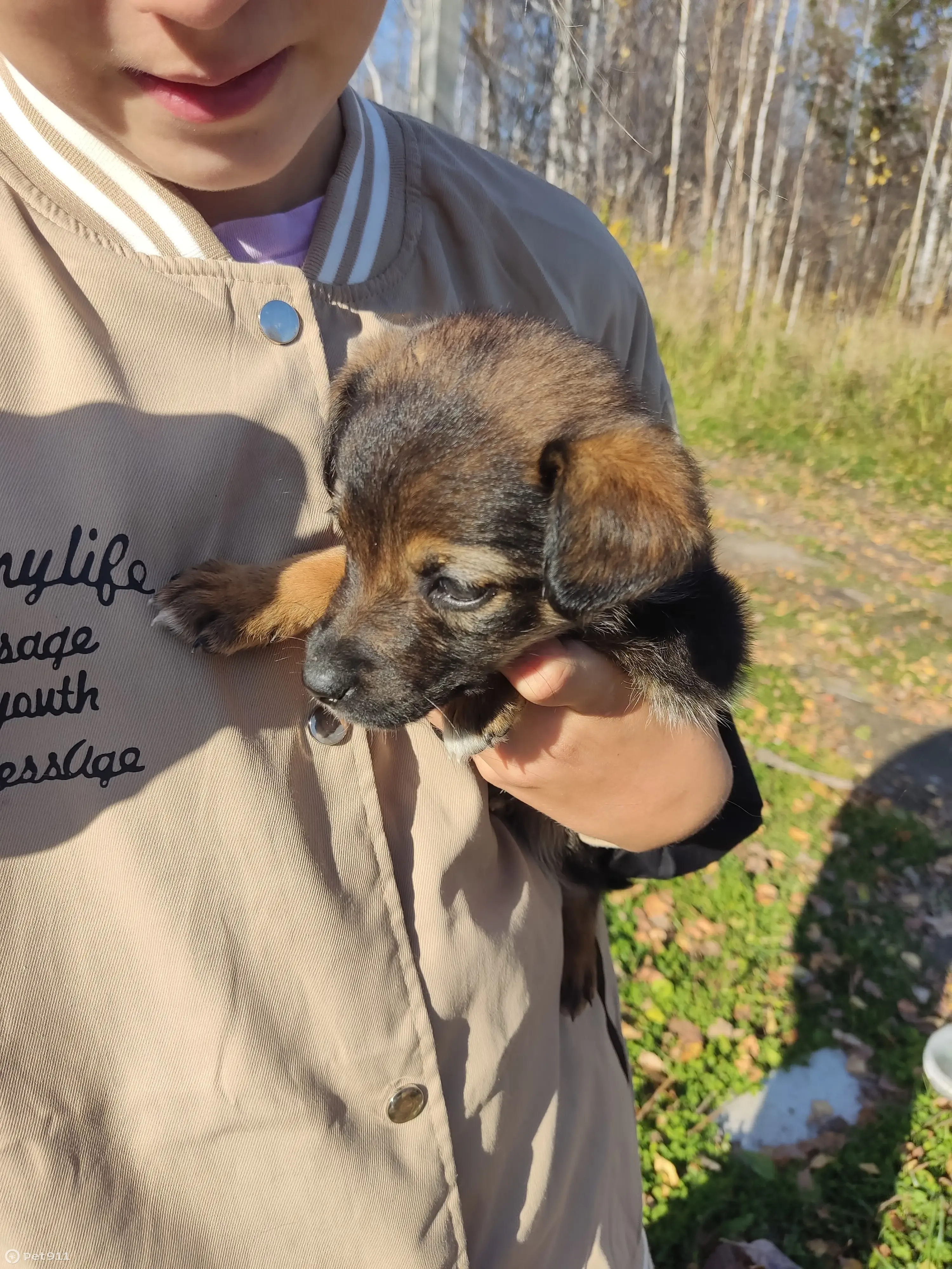 Собака ищет дом: ул. Есенина, 1, Прокопьевск | Pet911.ru