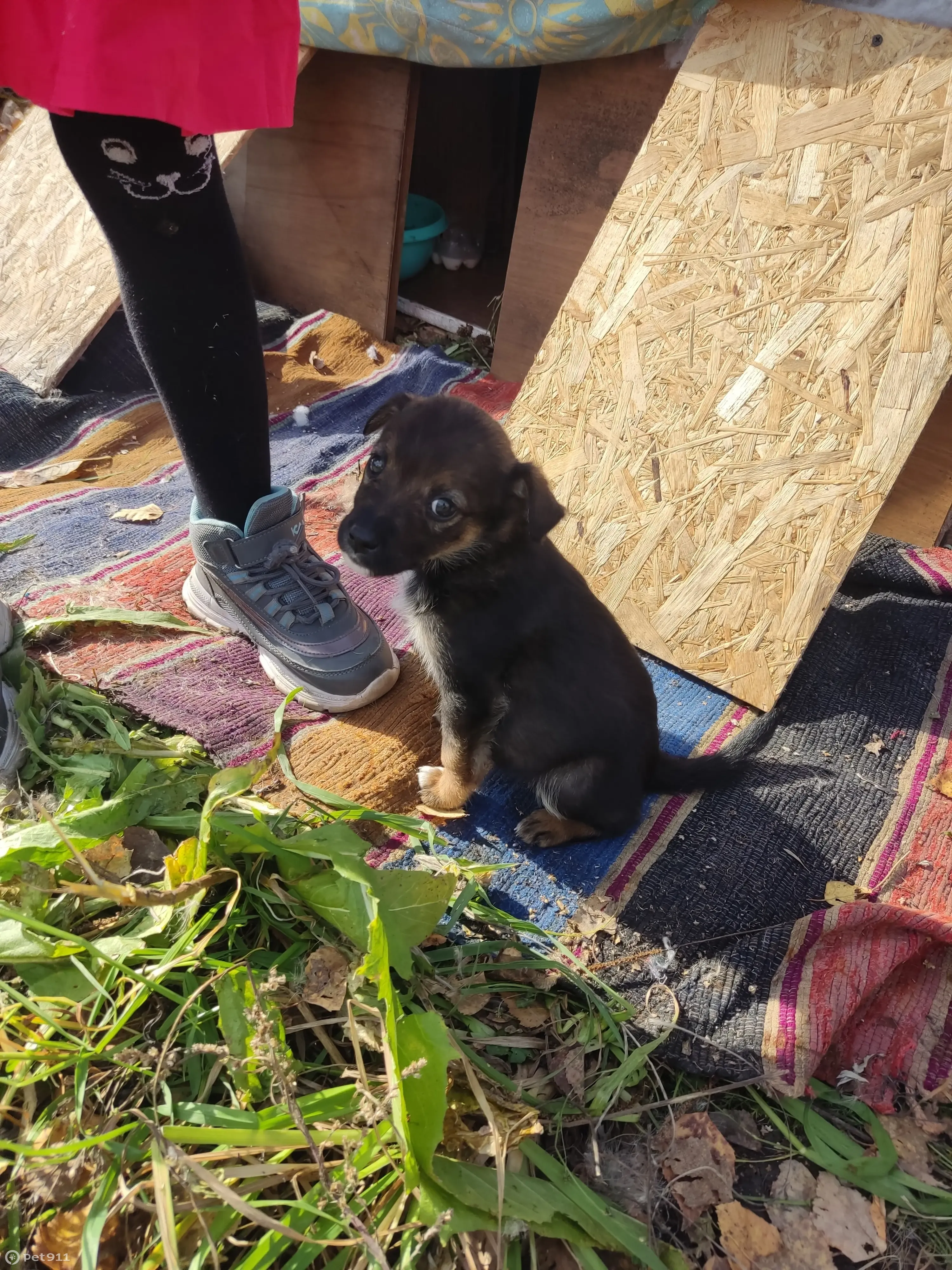 Собака ищет дом: ул. Есенина, 1, Прокопьевск | Pet911.ru