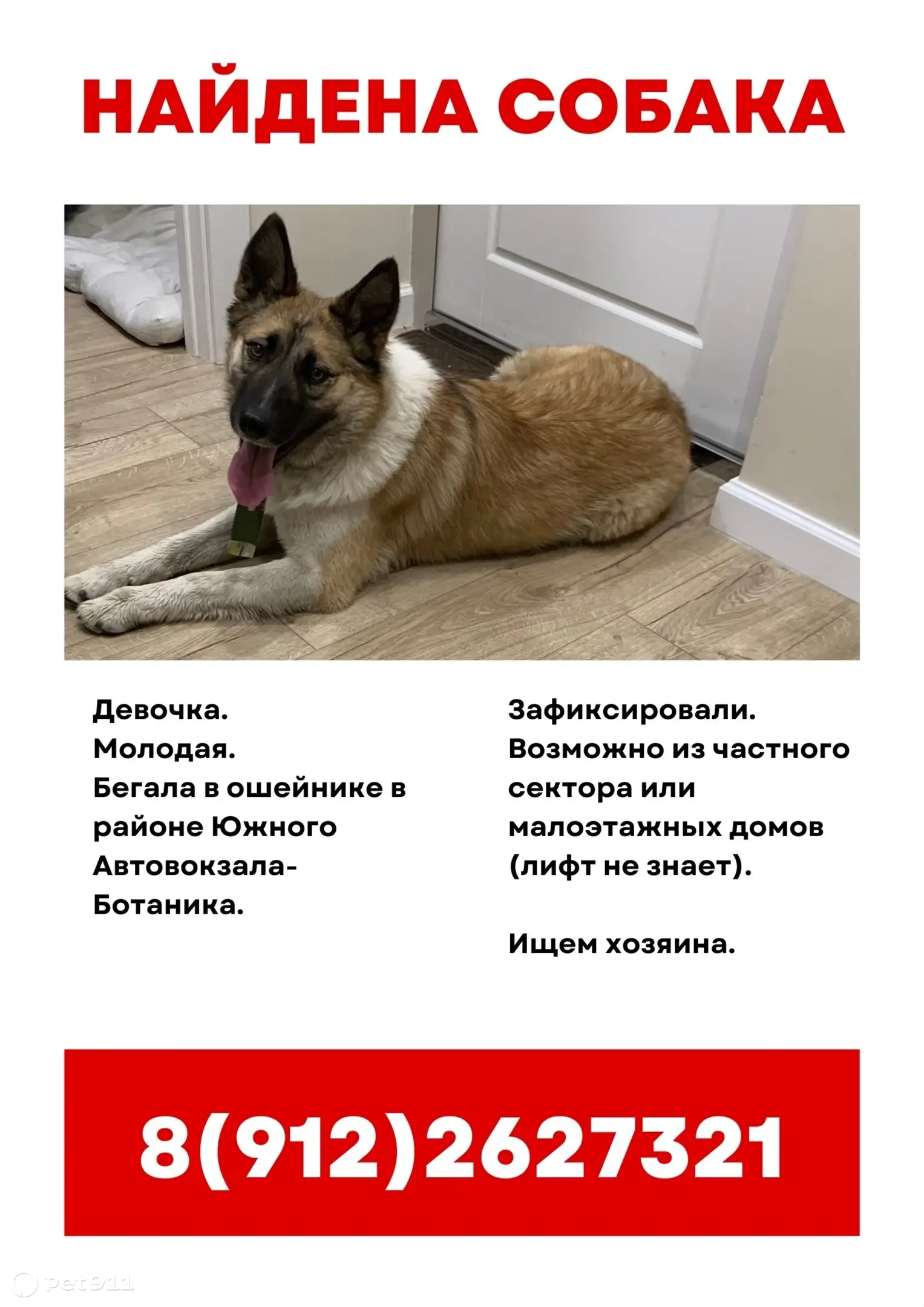 Найдена собака, нужна помощь с объявлениями | Pet911.ru