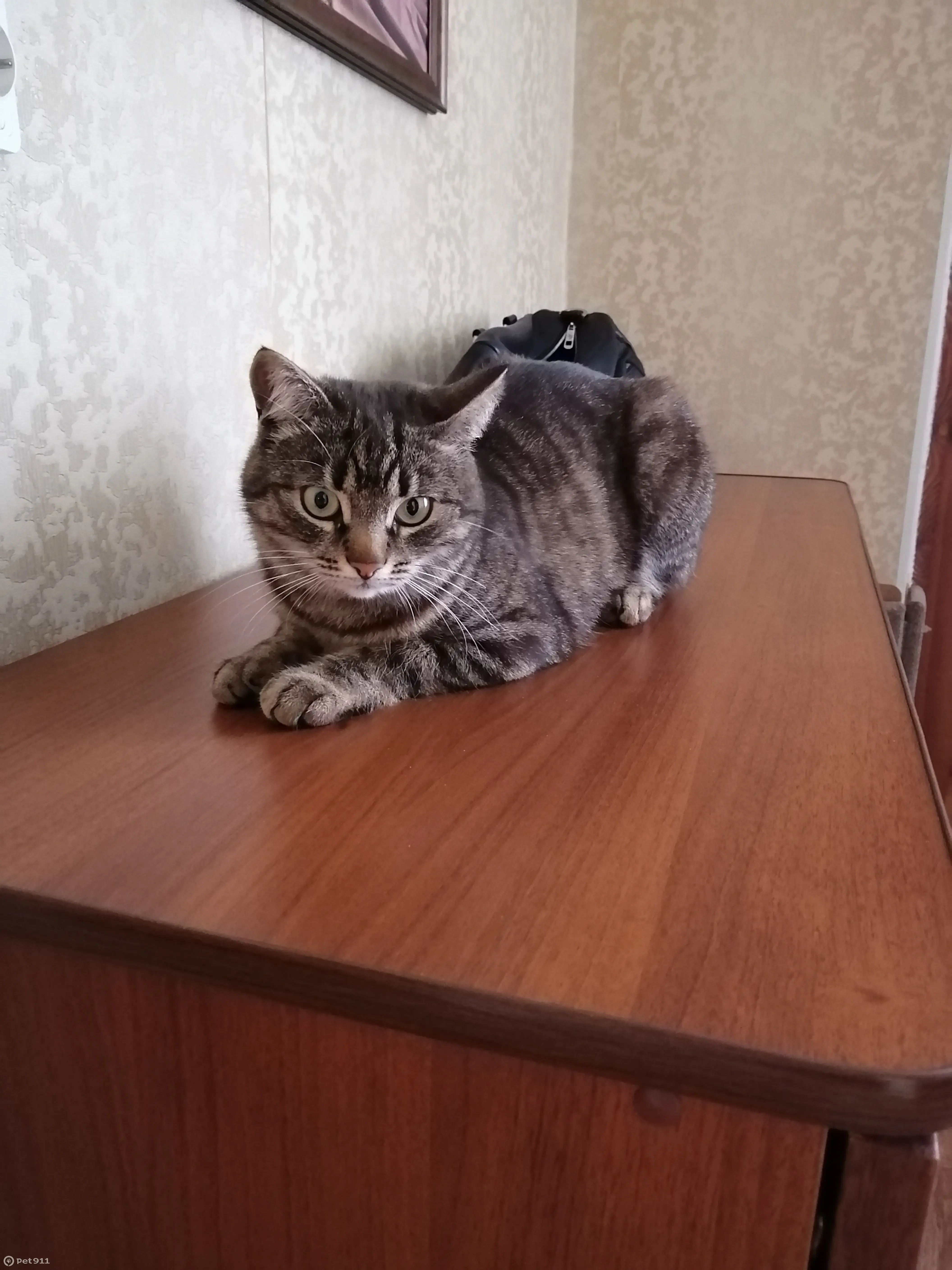 Пропала кошка в Чайковичах, ул. Чайковского, 44, Брянск - photo