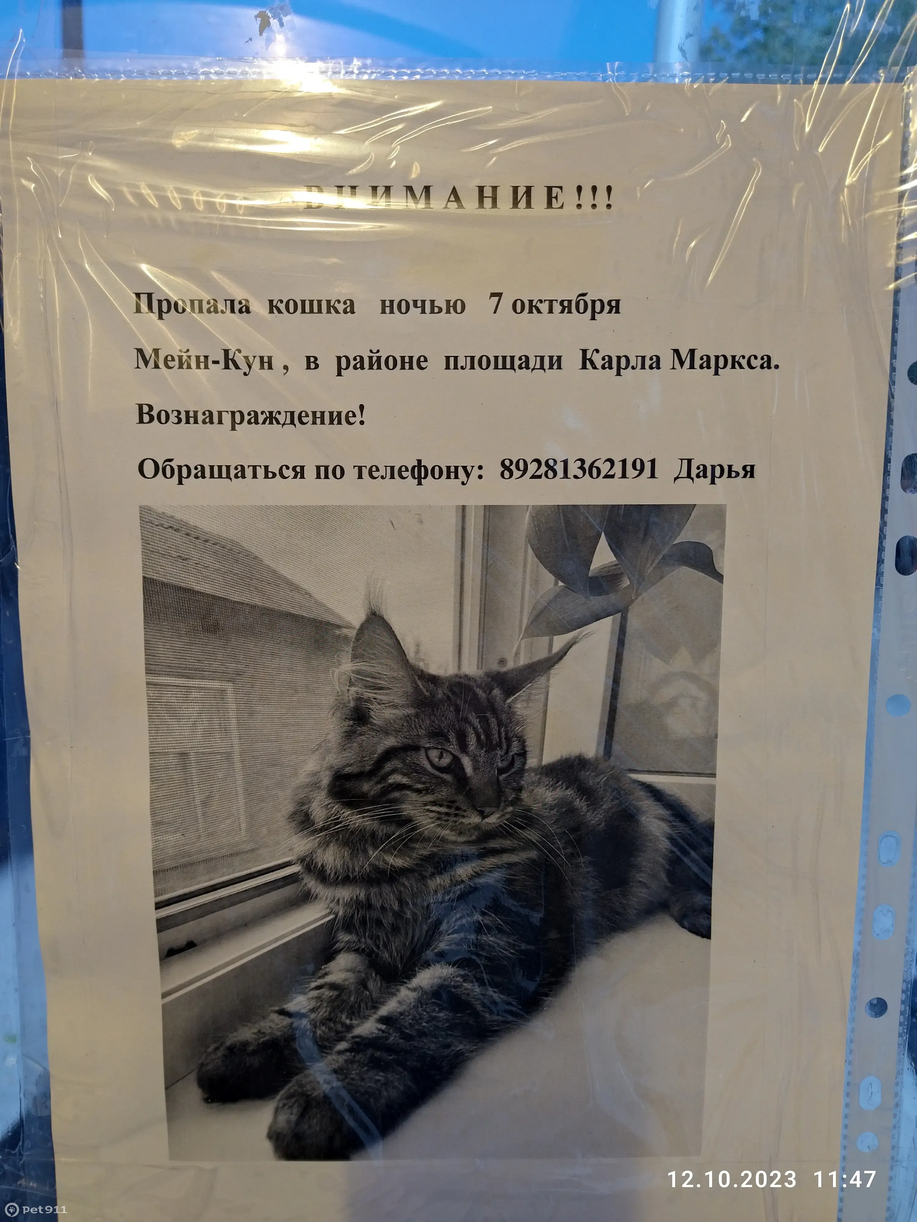 Пропала кошка, Ростов-на-Дону | Pet911.ru