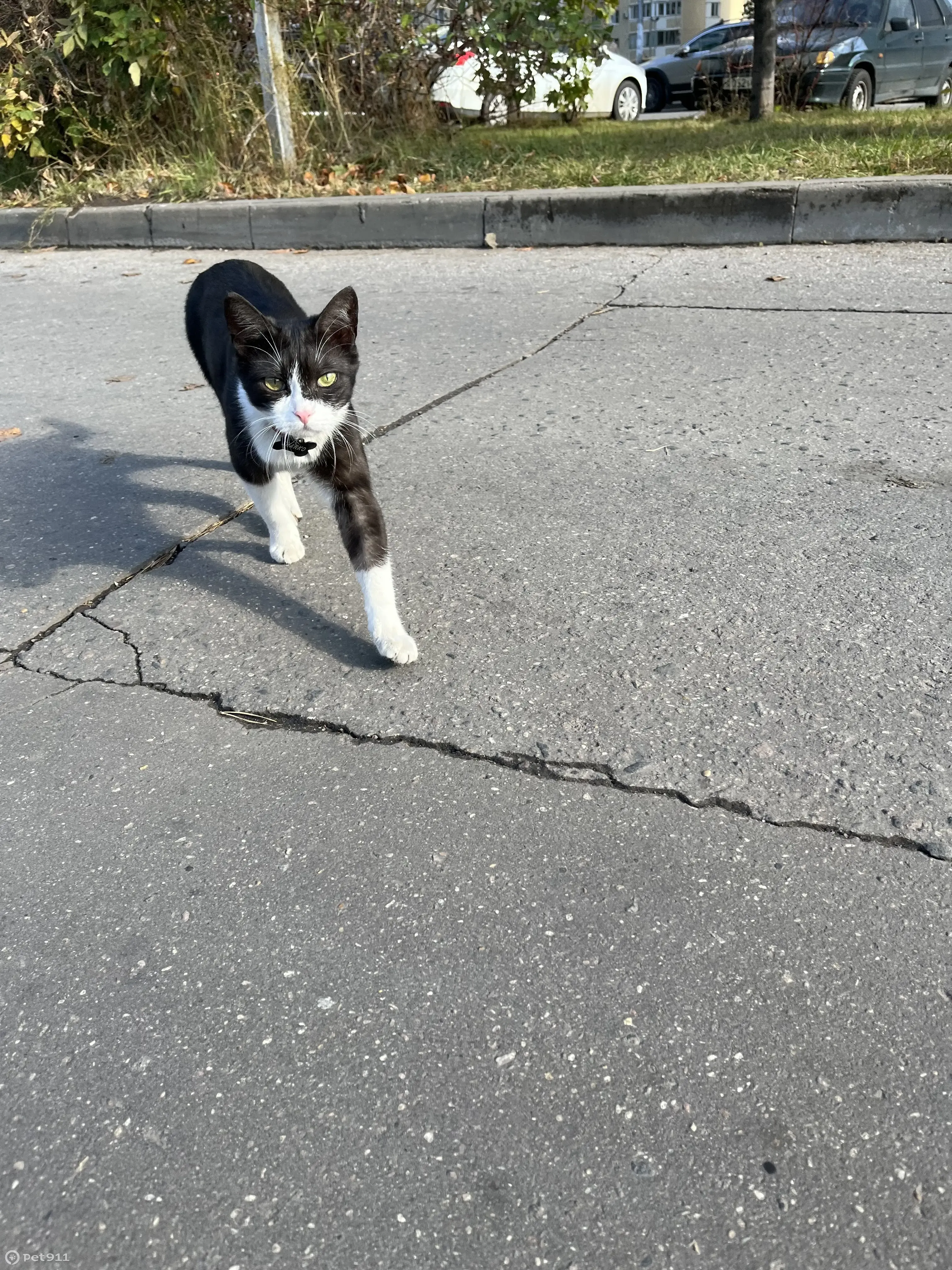 Найдена кошка SHARKO на ул. Кашёнкин Луг, Москва | Pet911.ru