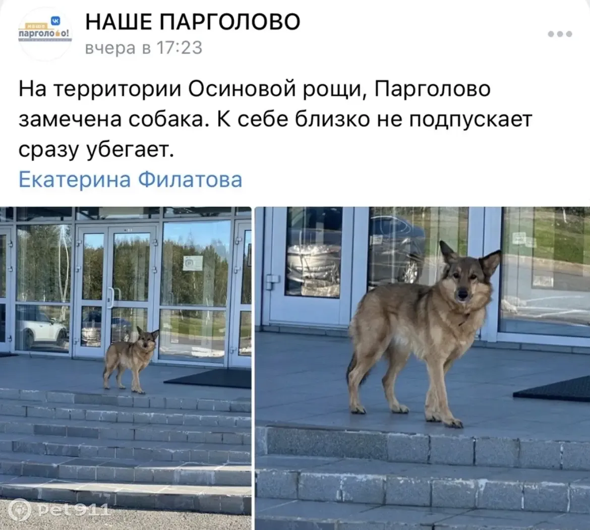 Пропала собака в районе Сертоловской ул., Парголово | Pet911.ru