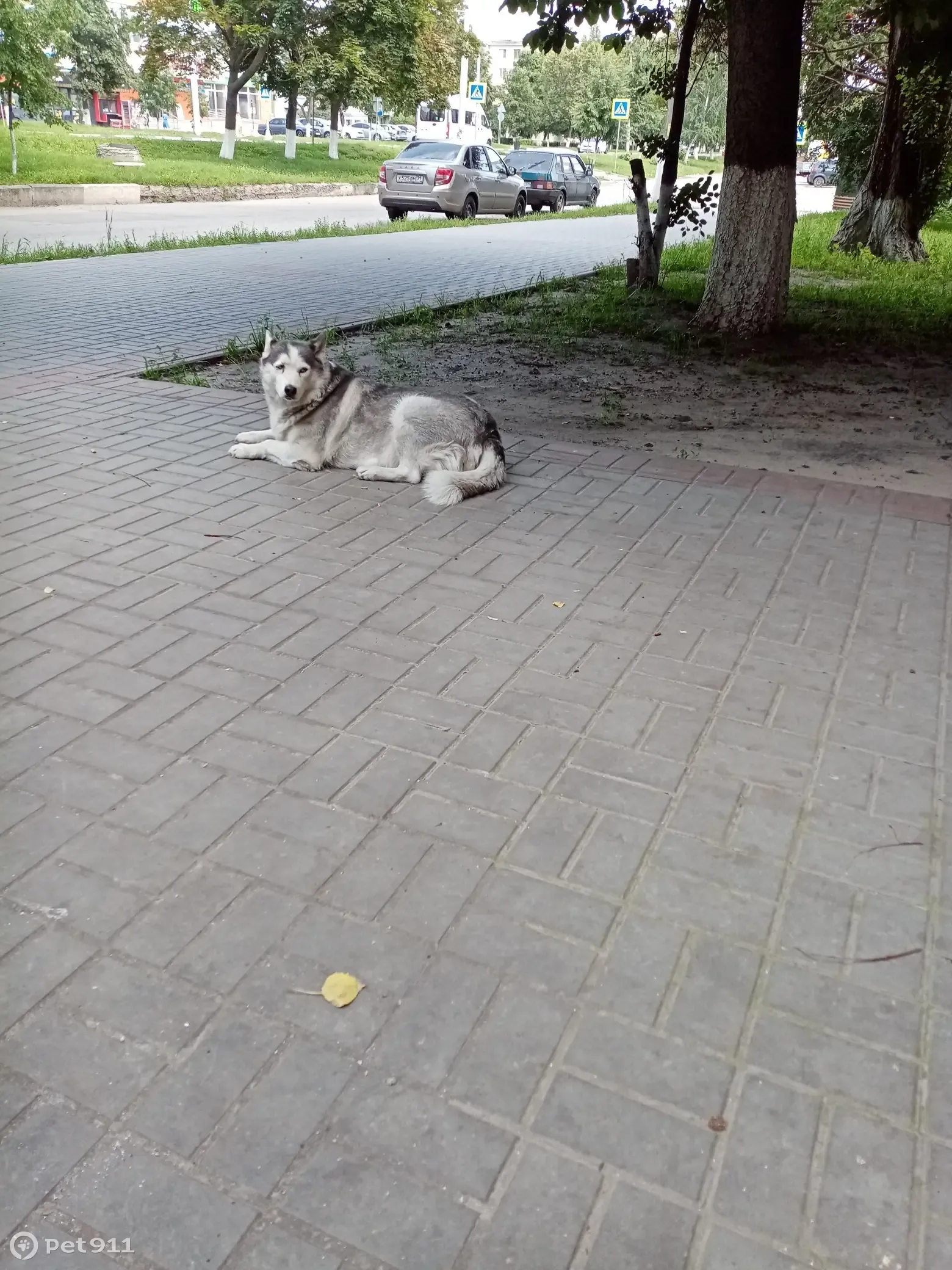 Пропала собака Хаски, девочка Майя. 3, Старый Оскол | Pet911.ru