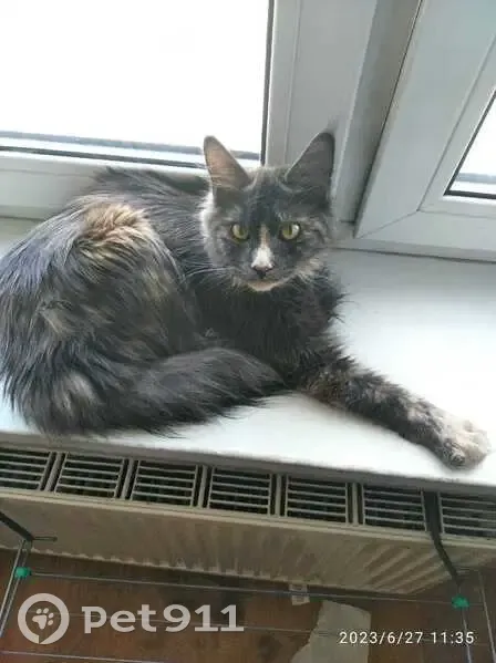 Пропала кошка на ул. Партизана Германа, СПб - photo